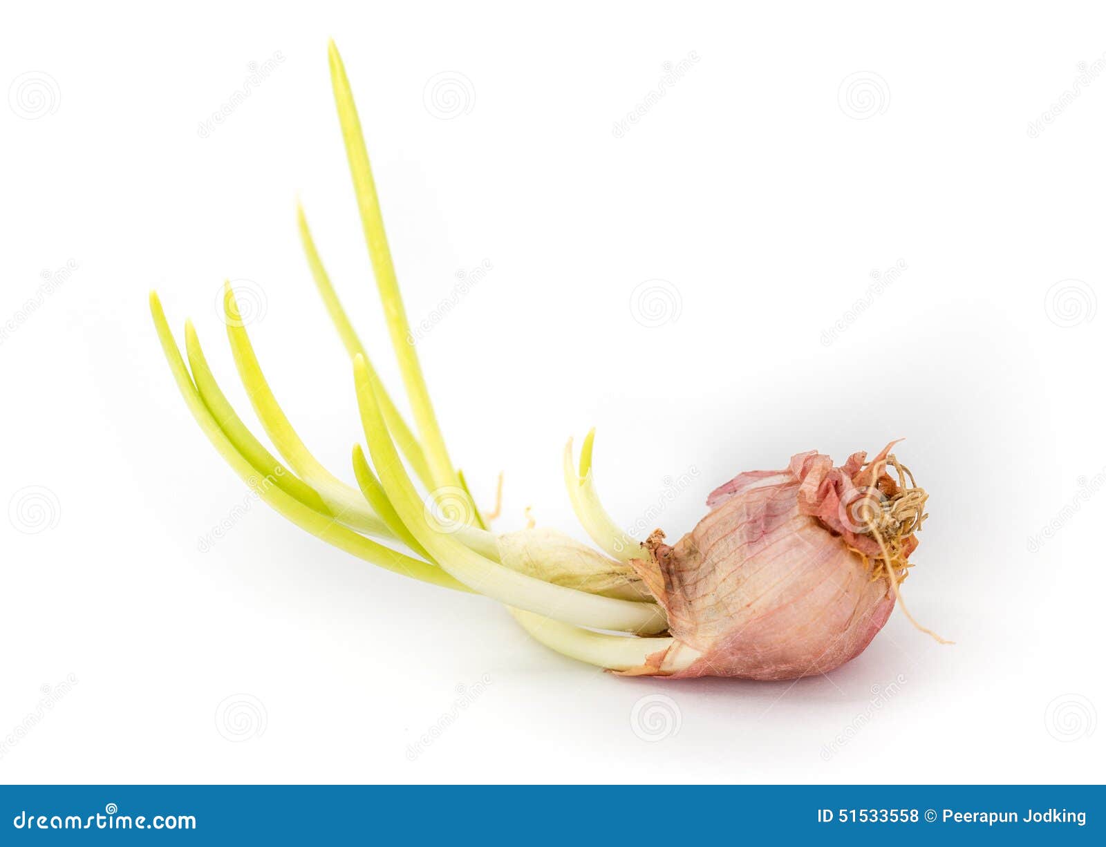 Growing Onion Bulb with Fresh Green Sprouts on White Background Stock