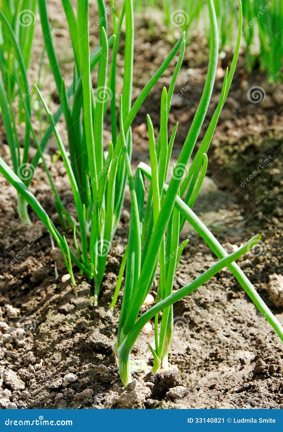 Growing onion. stock image. Image of garden, healthy 33140821