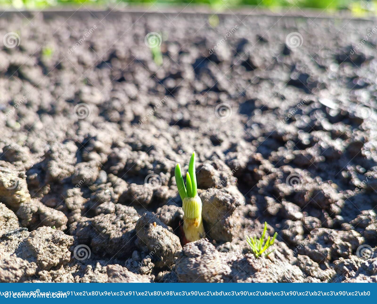 Growing Onion with Small Green Shoots and Roots in the Garden Stock