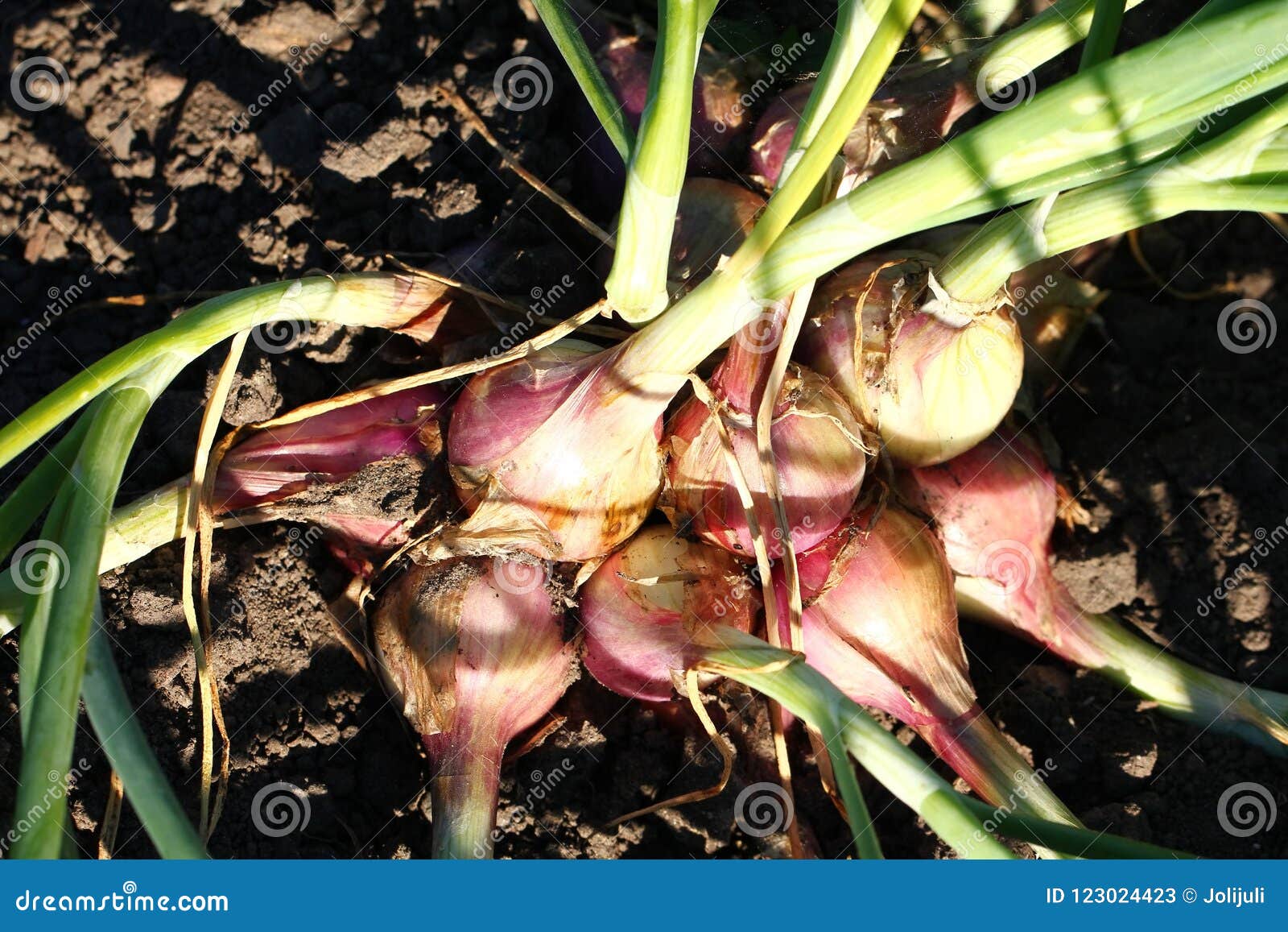 Growing onions stock image. Image of growing, organic 123024423