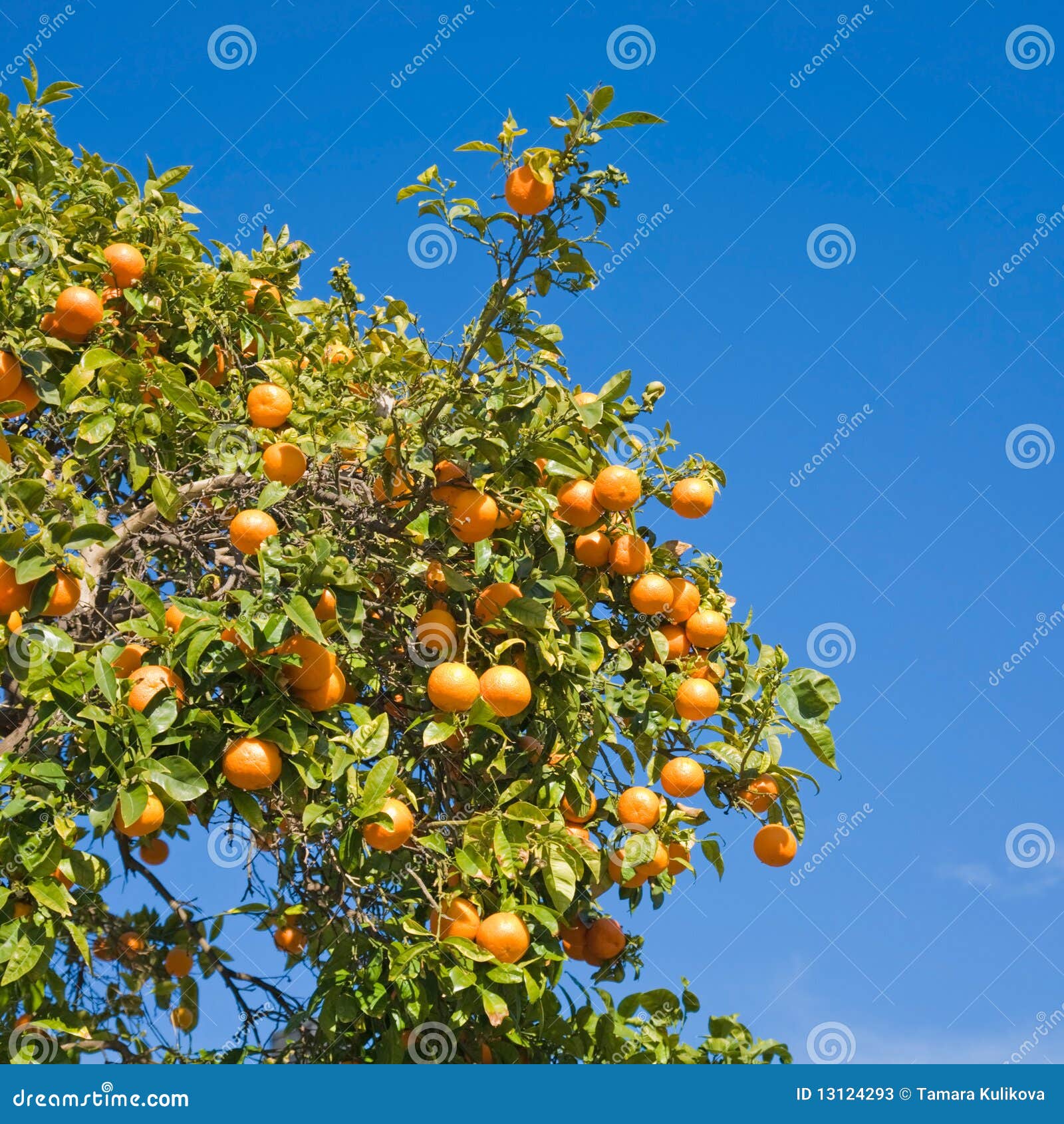 Growing oranges stock image. Image of agriculture, cultivation 13124293