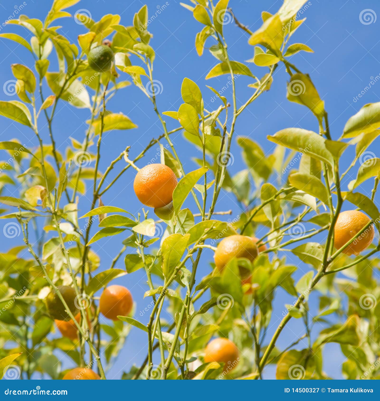 Growing oranges stock image. Image of oranges, fresh 14500327