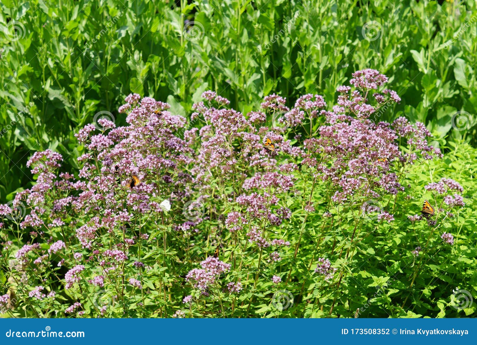 Growing Oregano in Bloom. Herbs in the Garden Stock Photo Image of