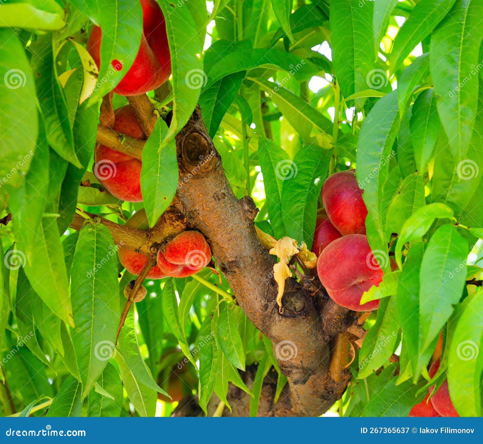 Saturn Peaches Growing on Tree in Orchard Stock Image Image of