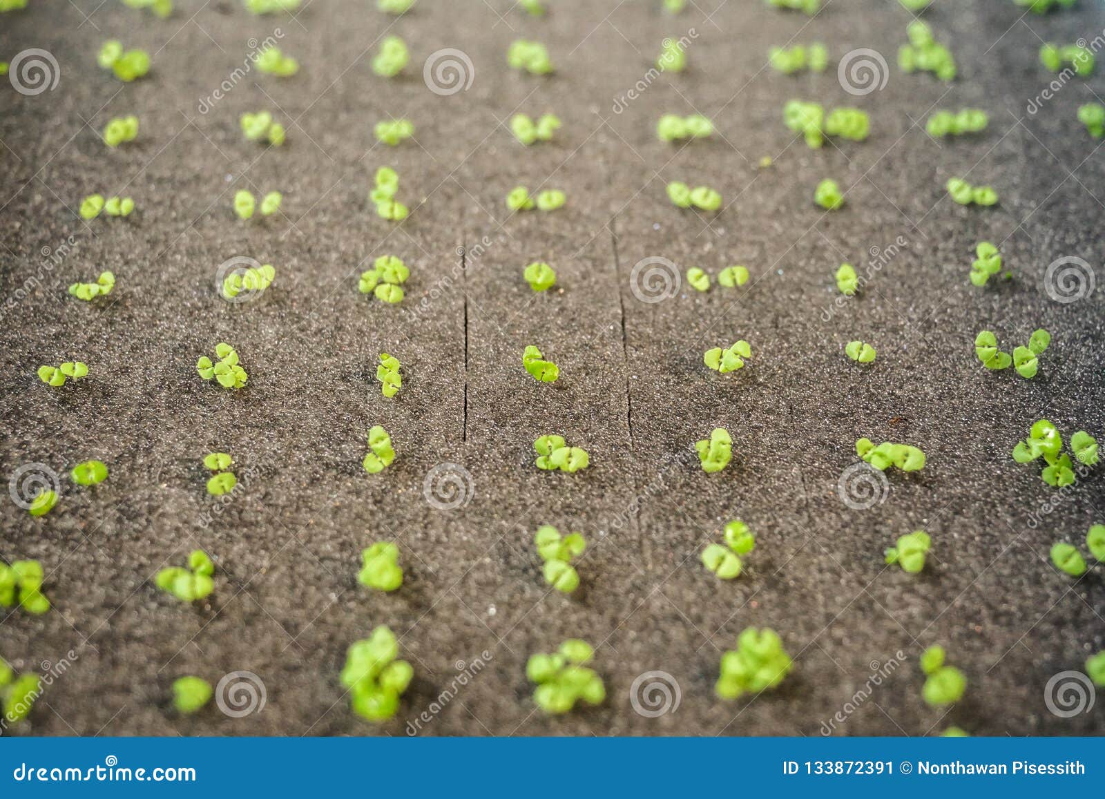 Growing Organic Hydroponic Vegetable Plant Seed on a Sponge in Basket