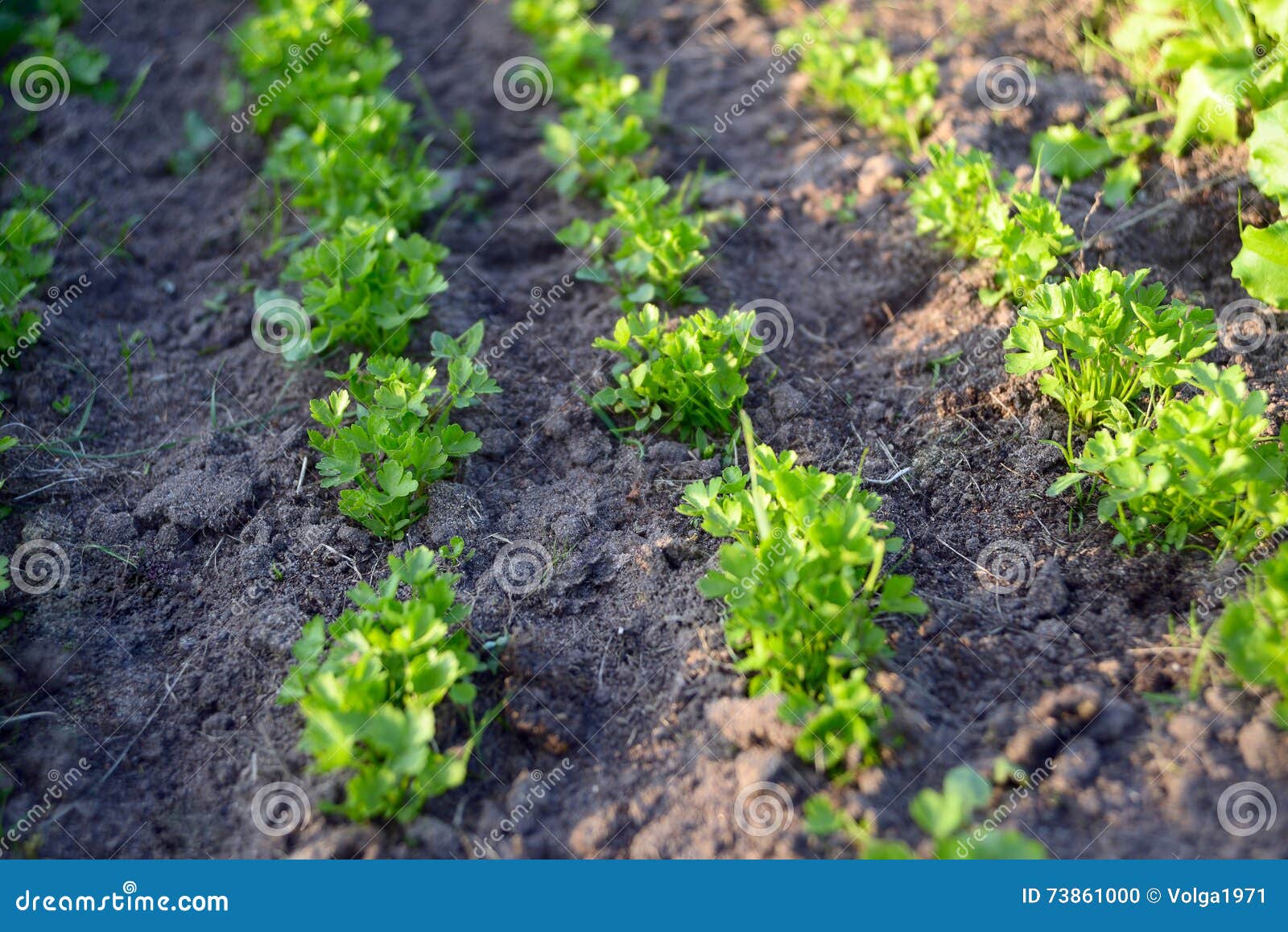 Growing parsley stock photo. Image of food, green, flat 73861000