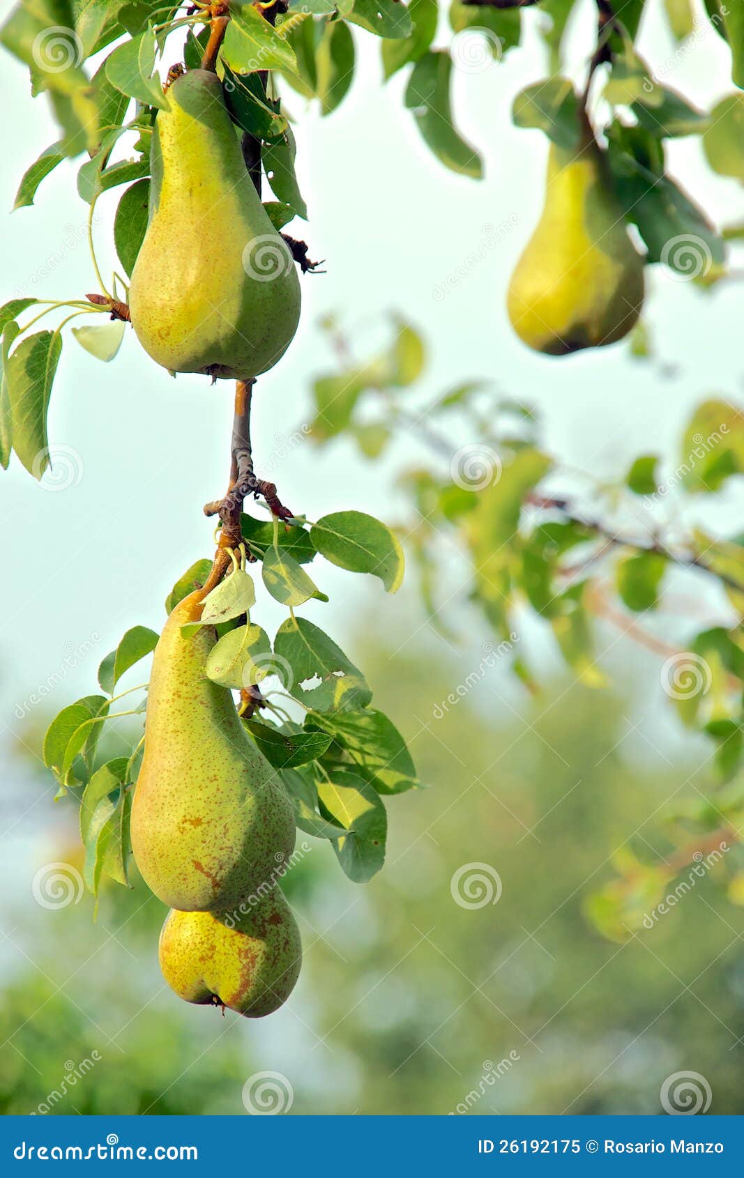 Growing pears stock image. Image of outdoors, leaf, season 26192175
