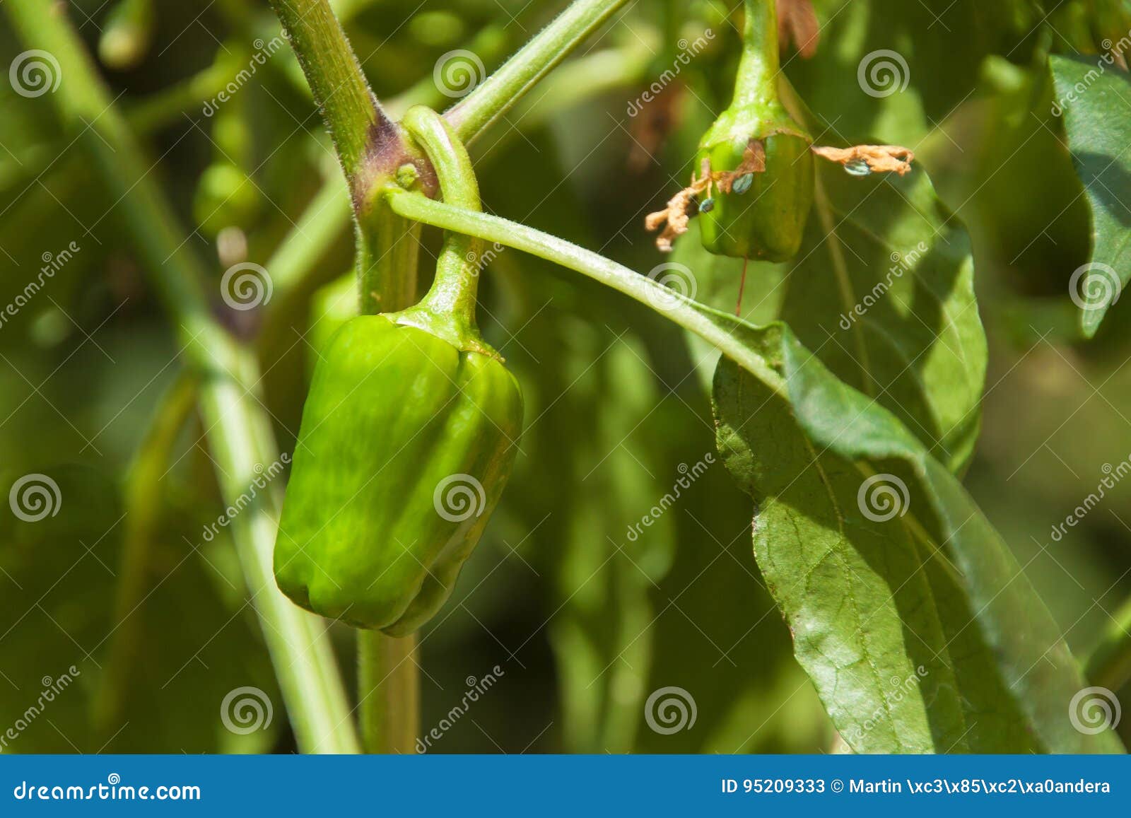 Growing Or Pepper In The Garden Spicy Spice Stock Image Image