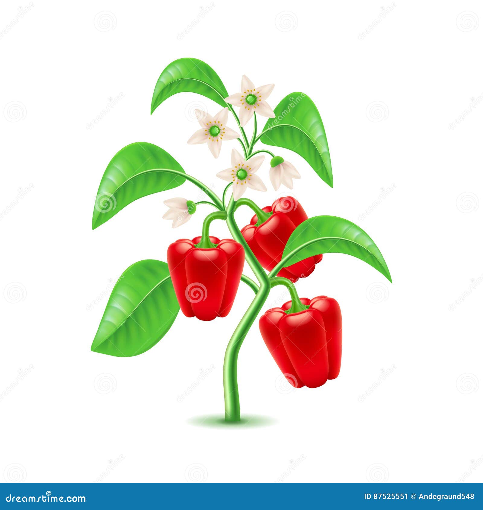 Pepper Plant Stock Illustrations – 40,814 Pepper Plant Stock Illustrations,  Vectors & Clipart - Dreamstime