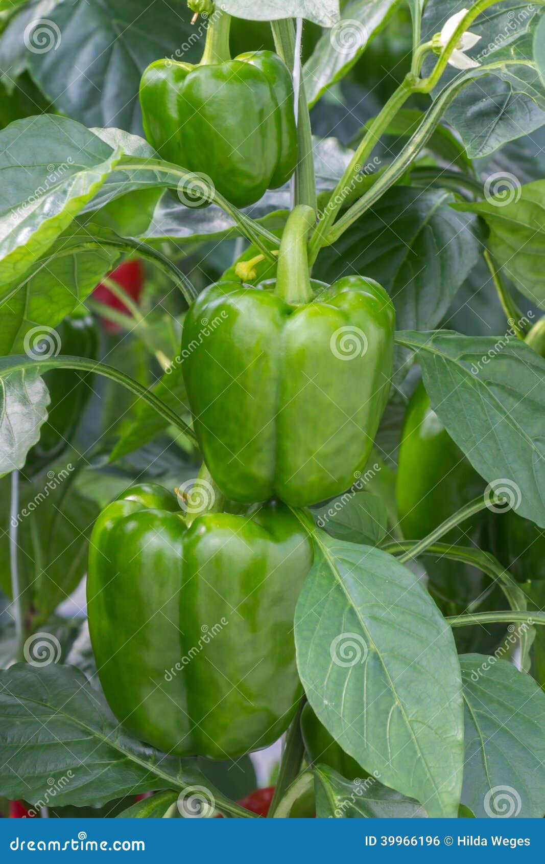 Growing Peppers in a Greenhouse Stock Photo Image of indoor, glass