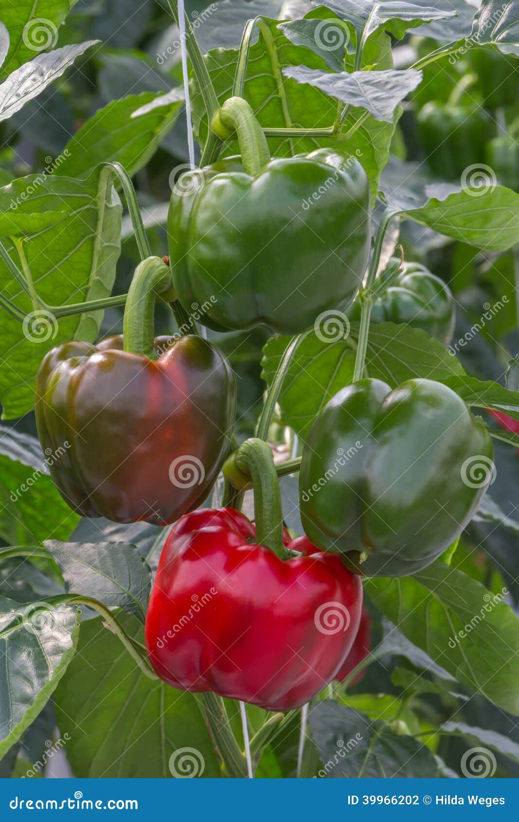 Growing Peppers in a Greenhouse Stock Photo Image of business, bright