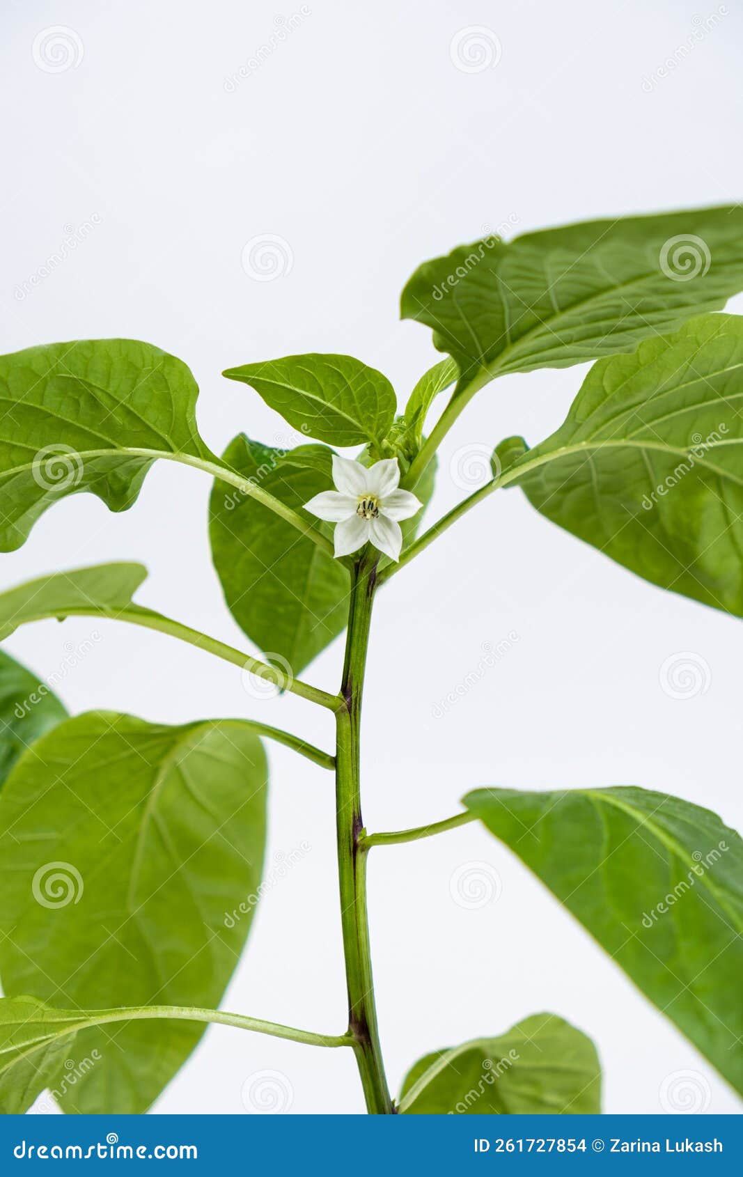 Growing Peppers from Seeds. Step 9 First Flowers, Blossoms Stock