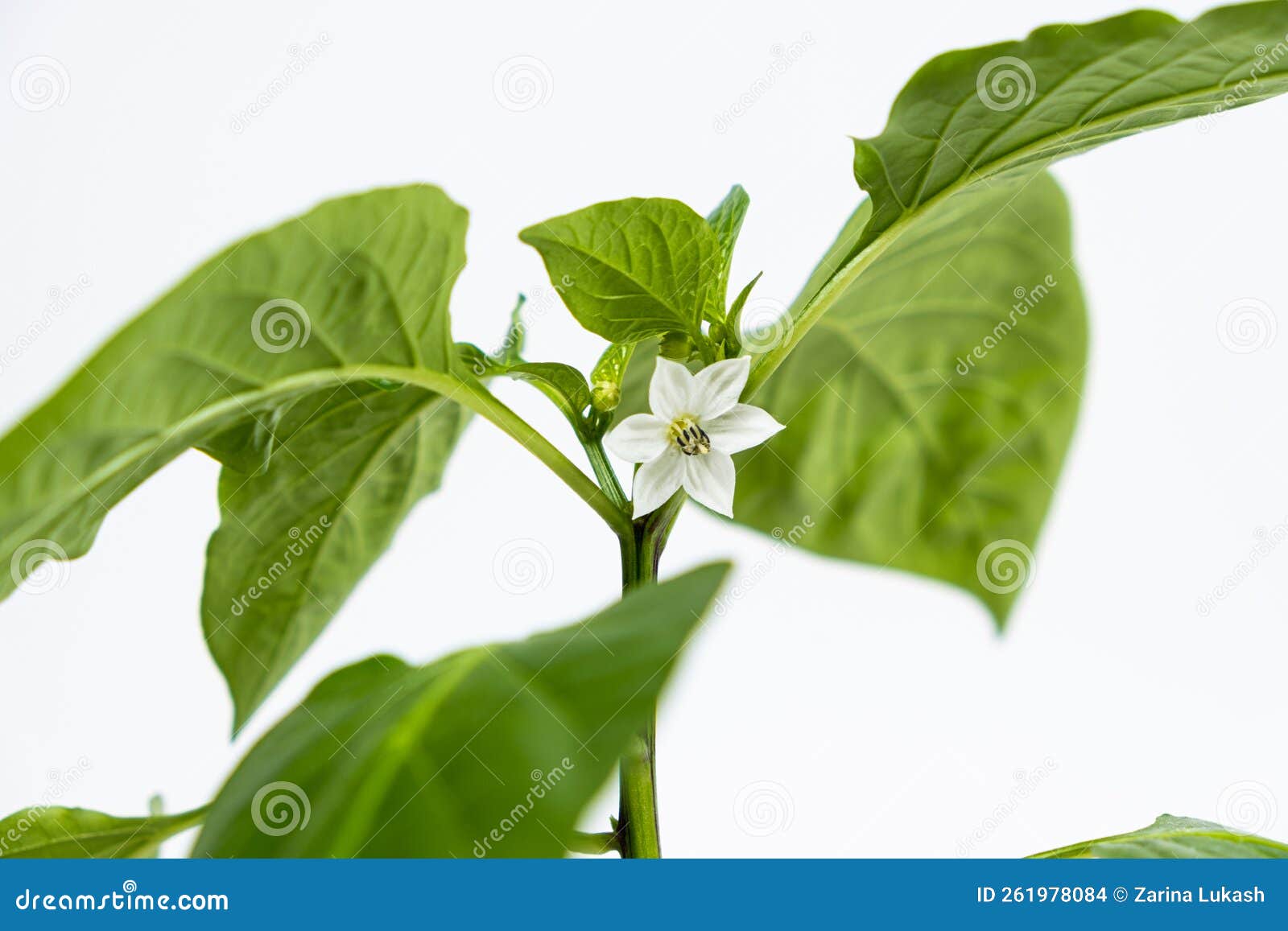 Growing Peppers from Seeds. Step 9 First Flowers, Blossoms Stock