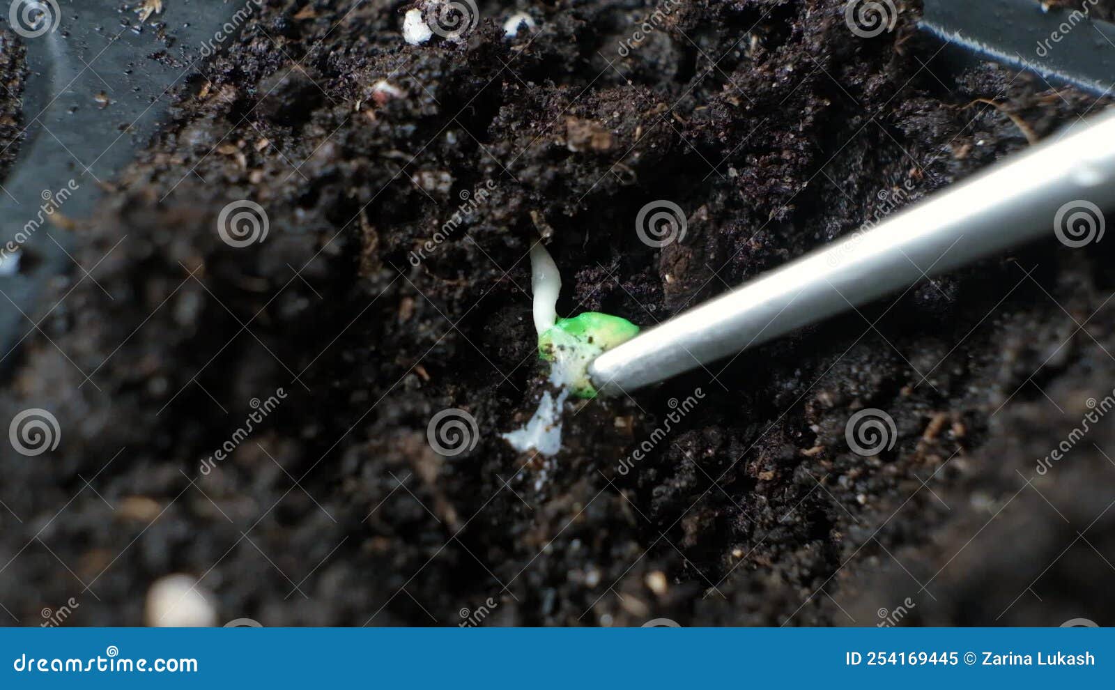 Growing Peppers from Seeds. Step 3 Planting Seeds in the Soil Stock