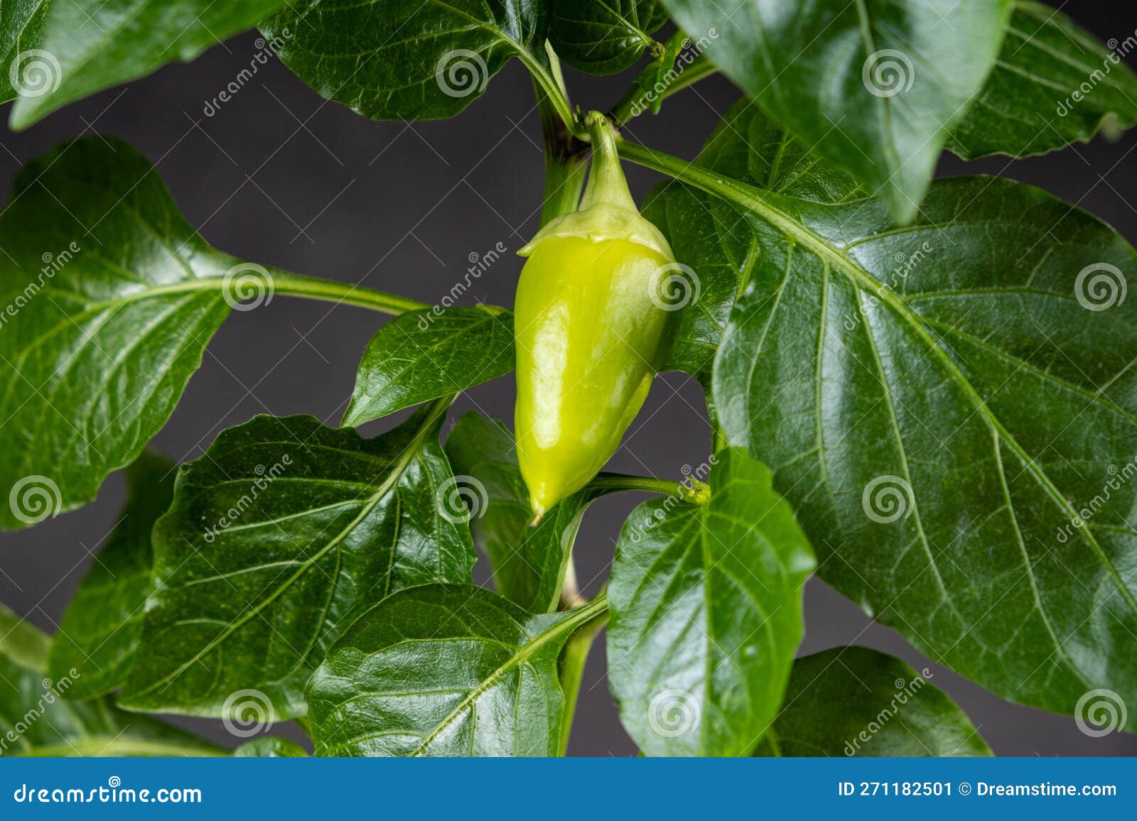 Growing Peppers from Seeds. Step 10 Small Green Pepper on the Branch