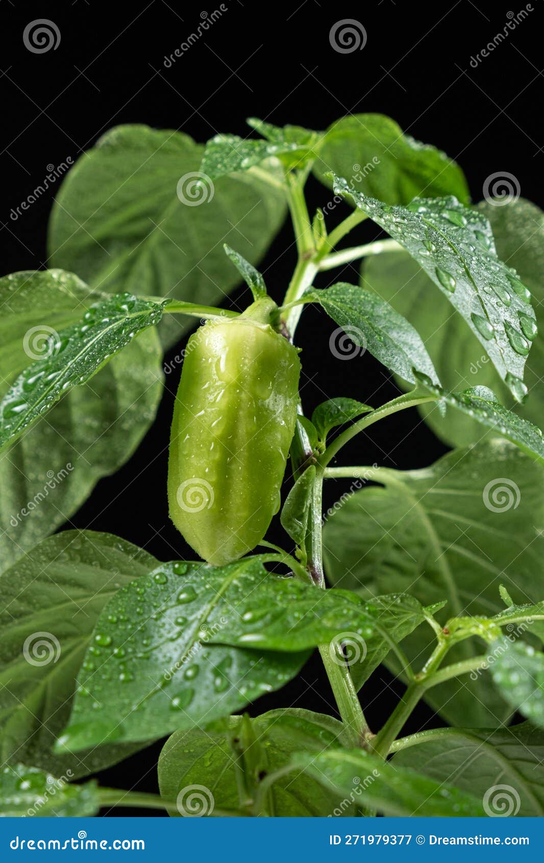 Growing Peppers from Seeds. Step 10 Small Green Pepper on the Branch