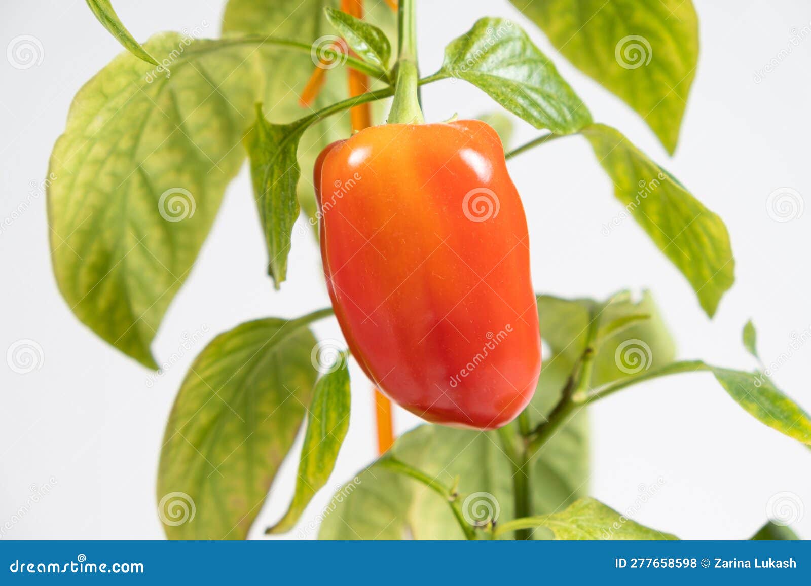 Growing Peppers from Seeds. Step 11 Small Red Pepper on the Branch Stock Photo Image of