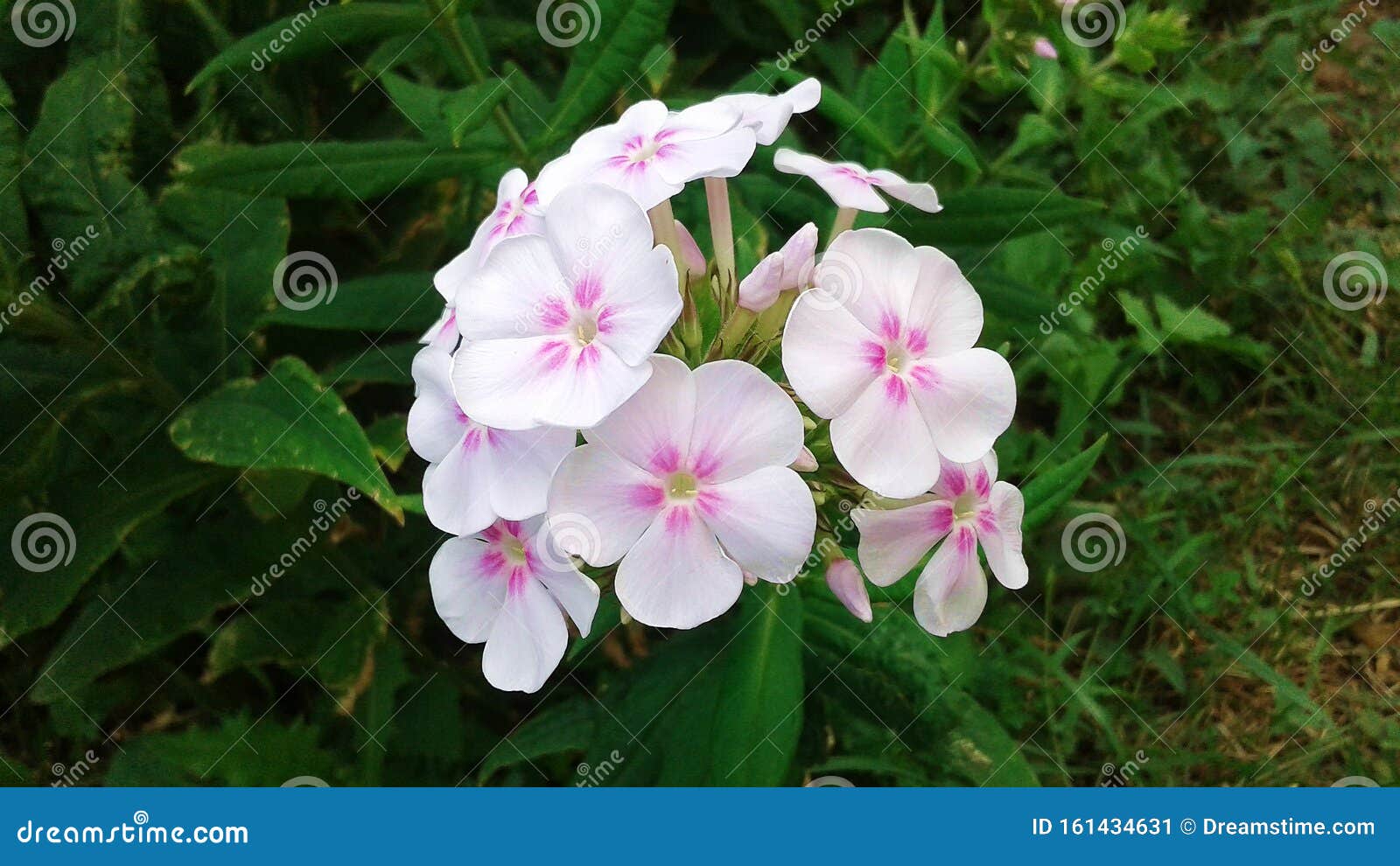 Growing Phlox Stock Image Image Of Flora Leaves Nature 161434631