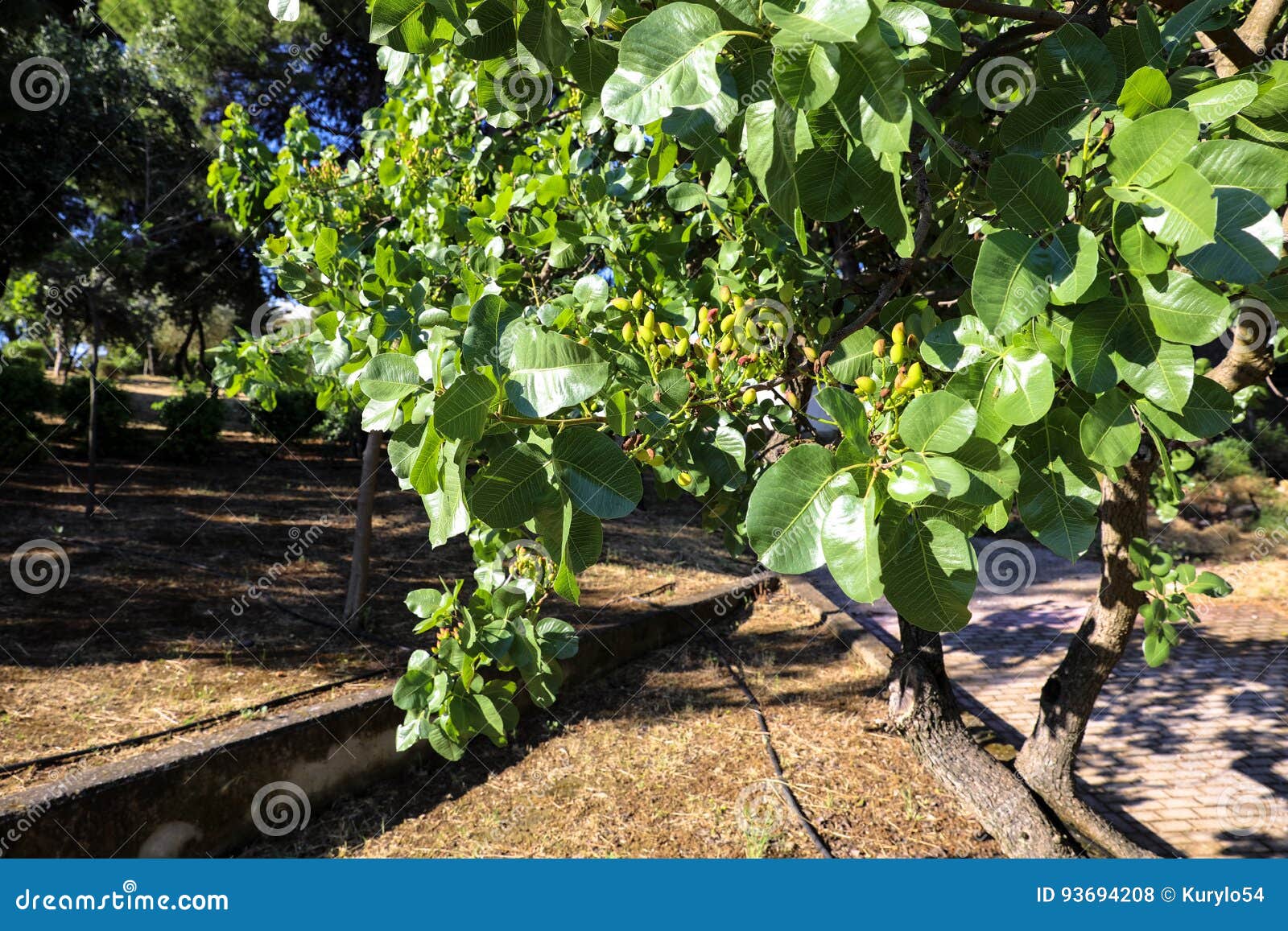 Growing Pistachios on the Branches of Pistachio Tree. Stock Photo ...