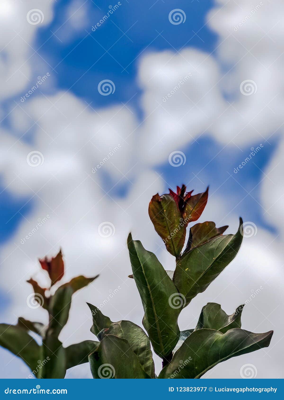 Growing Plant with a Blurred Cloudy Background Stock Image Image of