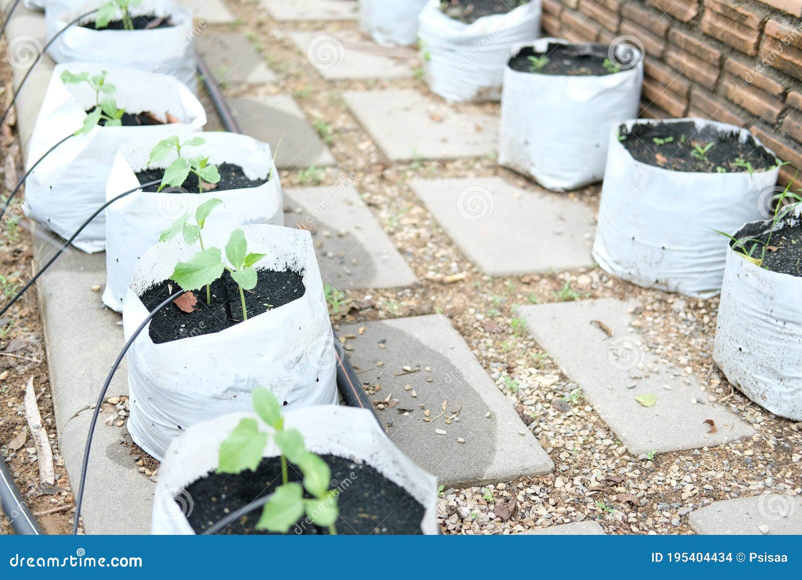 Drip Water Irrigation System With Rose Plant Growing In Greenhouse