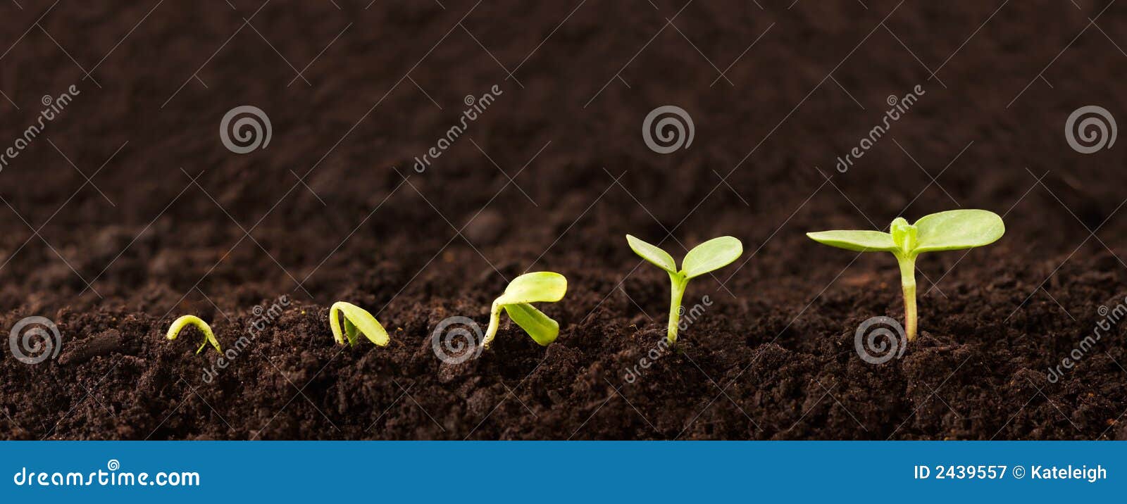 Growing Plant Sequence in Dirt Stock Image Image of earth, unfolding