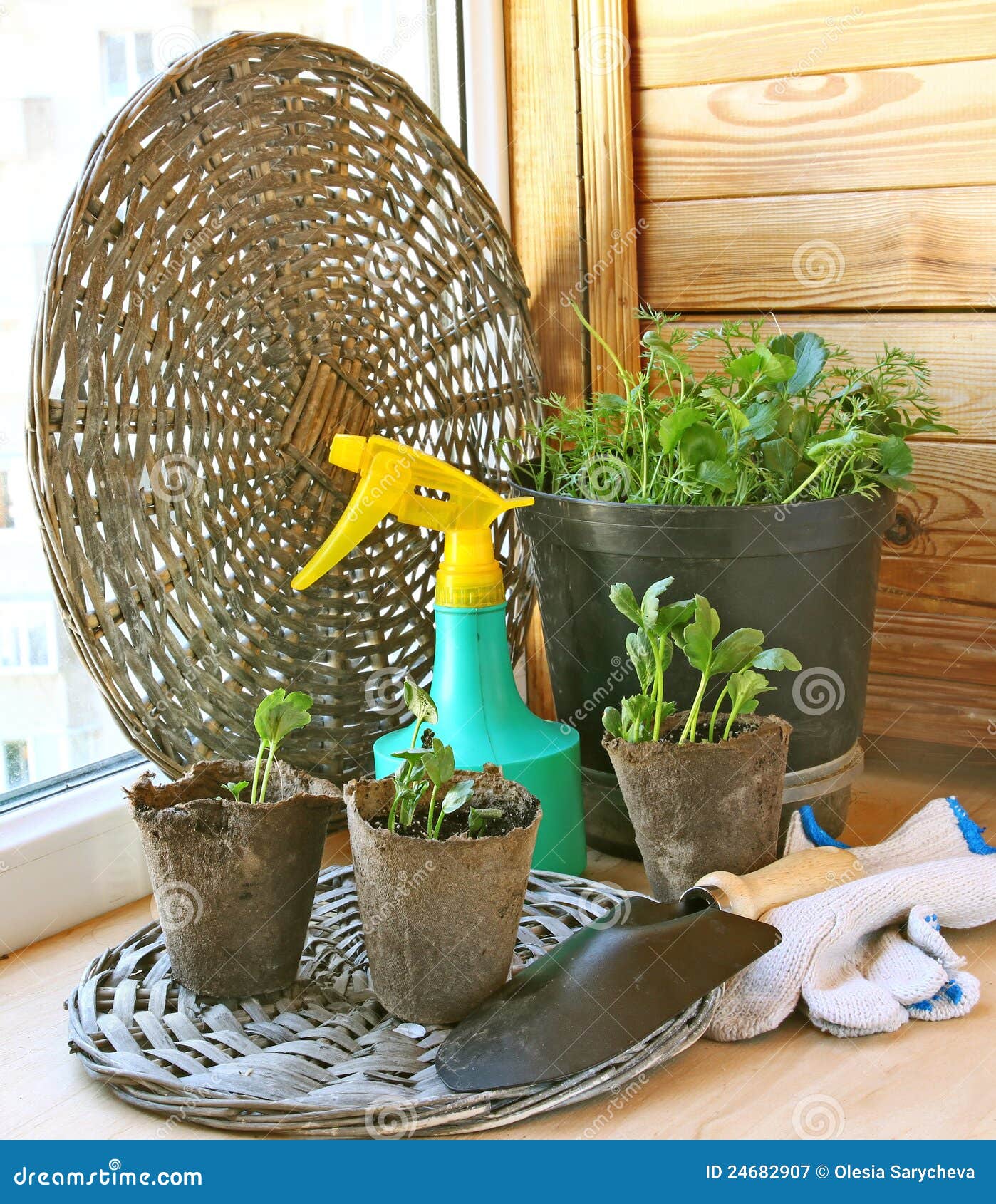 Growing of Plants on a Balcony. Stock Image Image of gloves
