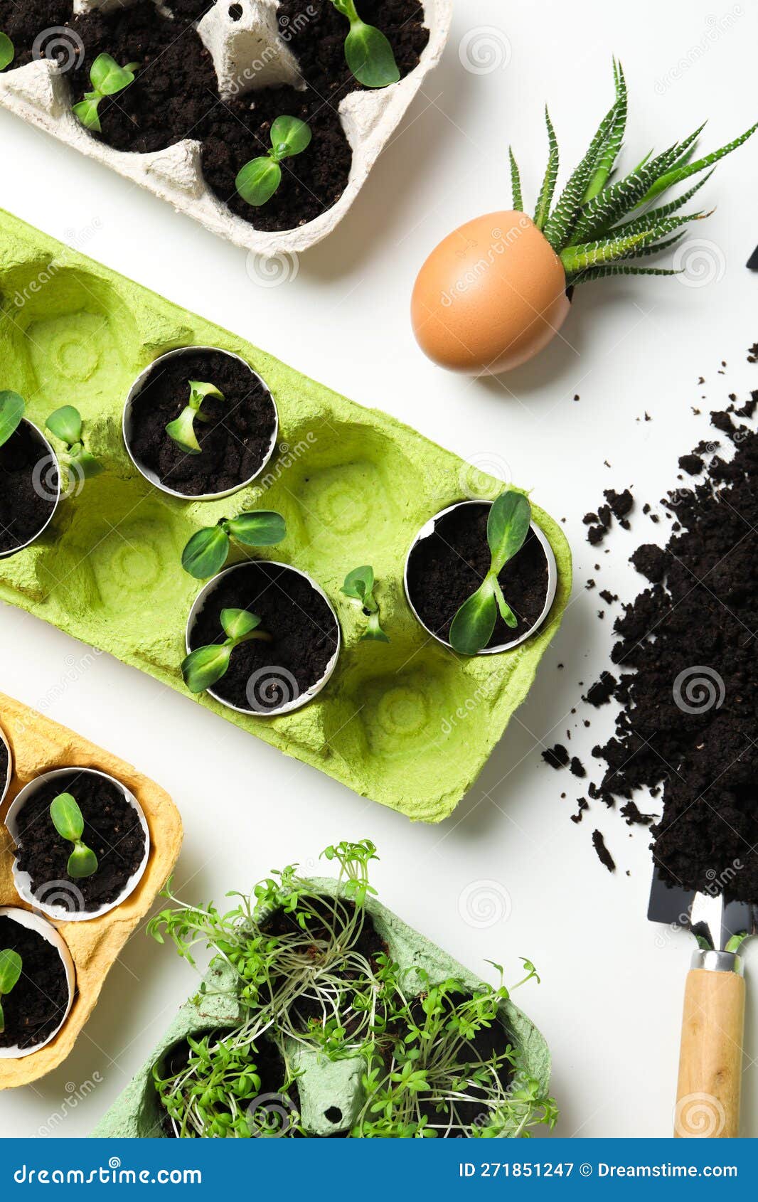 Growing Plants in Egg Box, Creative Way To Grow Plants Stock Image Image of planting, flower