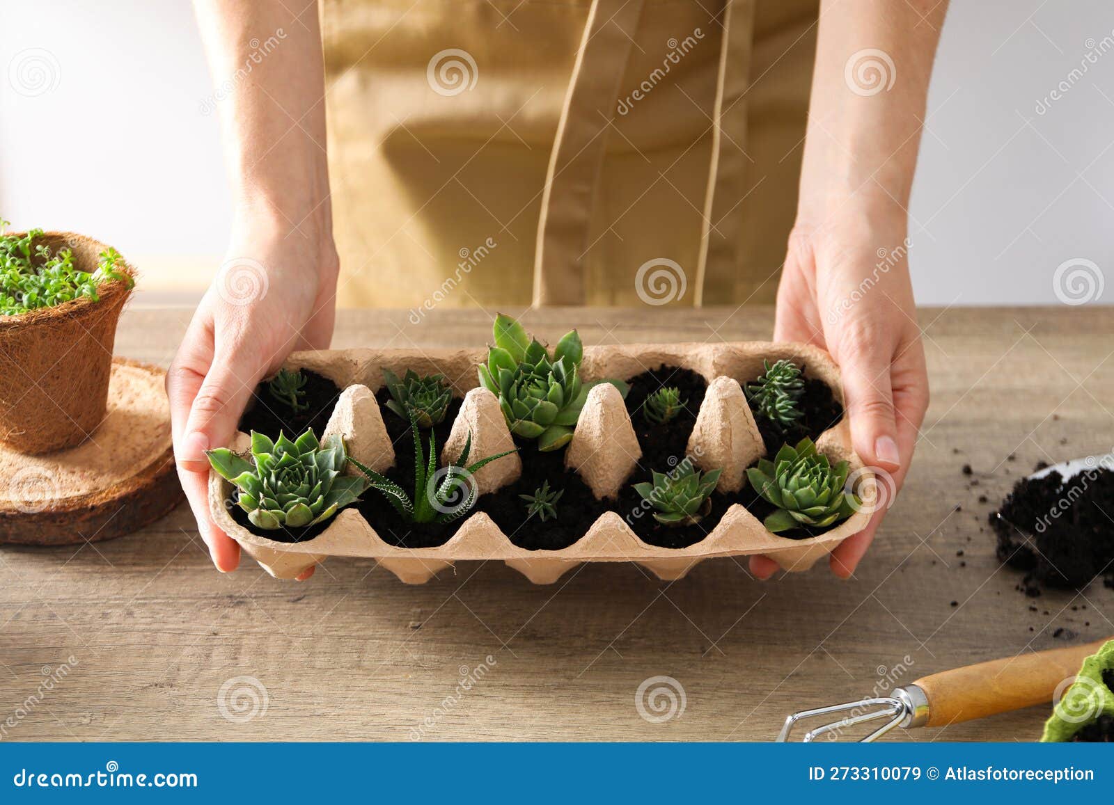 Growing Plants in Egg Box, Creative Way To Grow Plants Stock Image