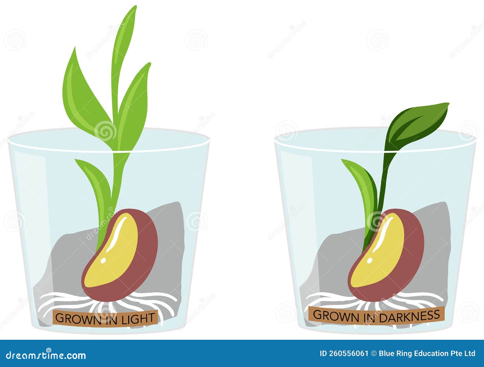 Growing Plants in Light and Dark Experiment Stock Vector Illustration