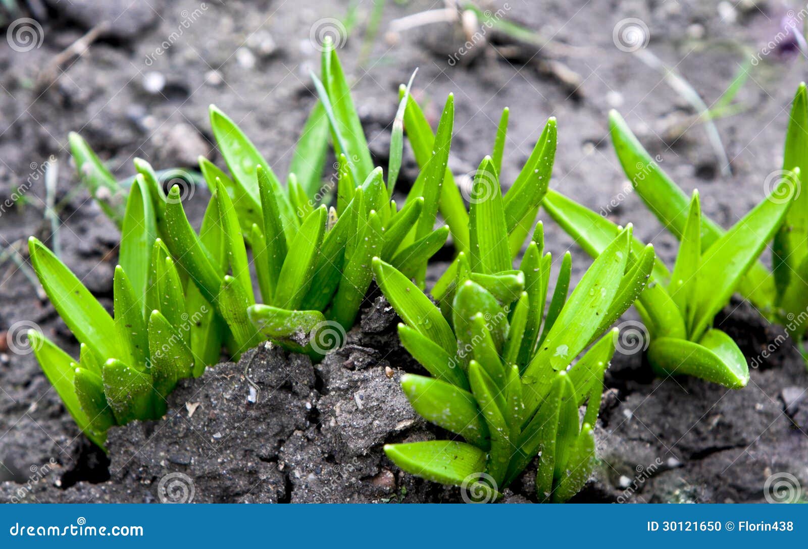 Growing Plants From Seeds Stock Photo - Image: 30121650