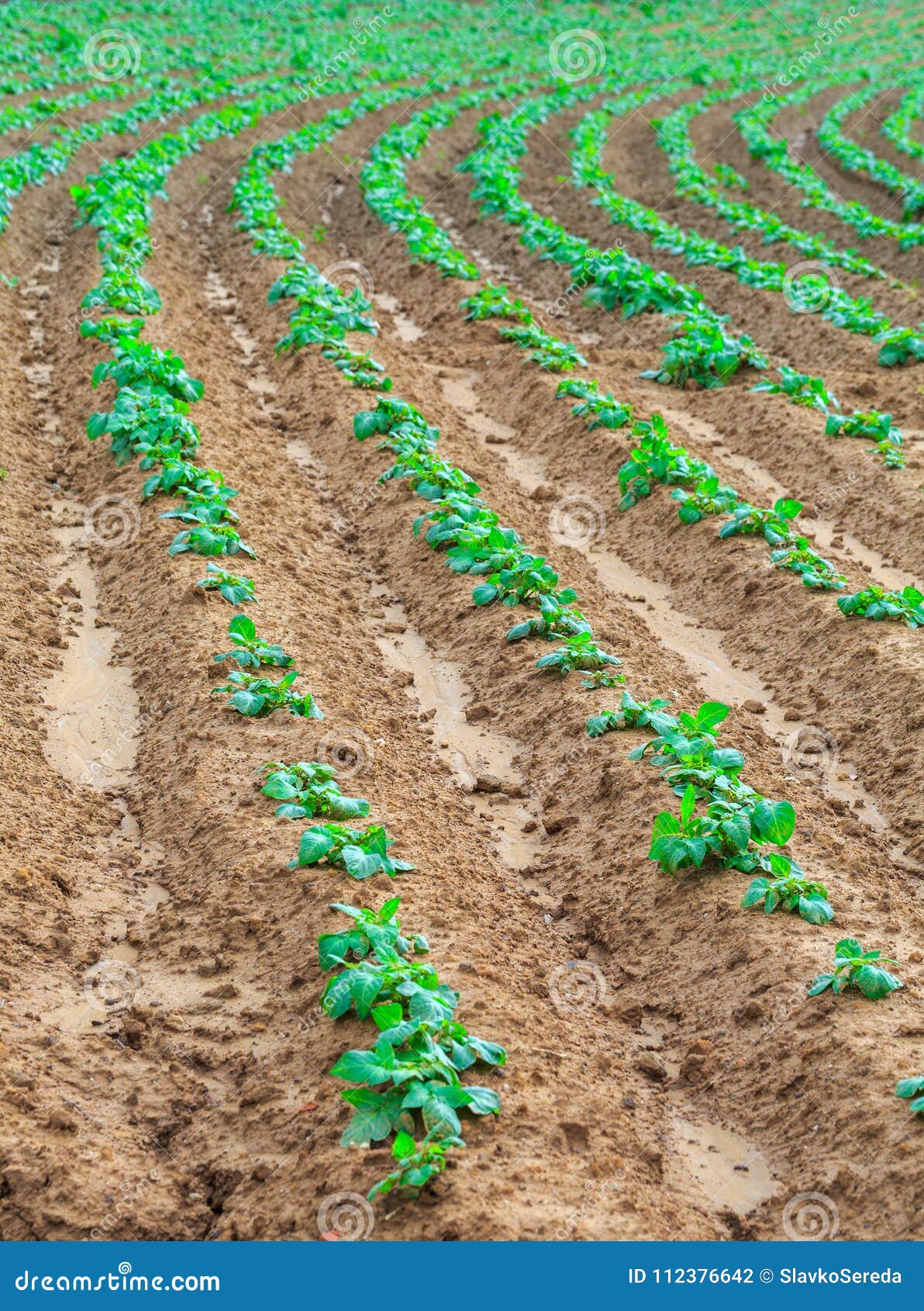 growing plants sweet potatoes or also name boniato, tropical sw