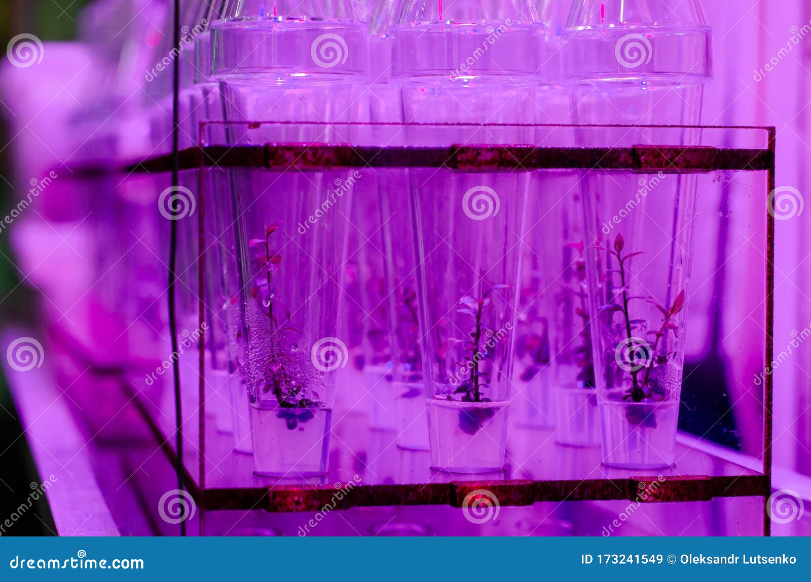 Growing Plants in Test Tubes Stock Image Image of glass, agronomy