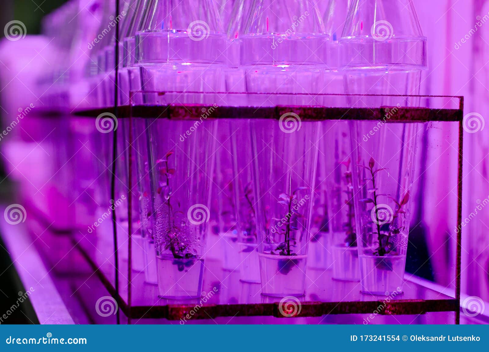 Growing Plants in Test Tubes Stock Photo - Image of biochemistry ...