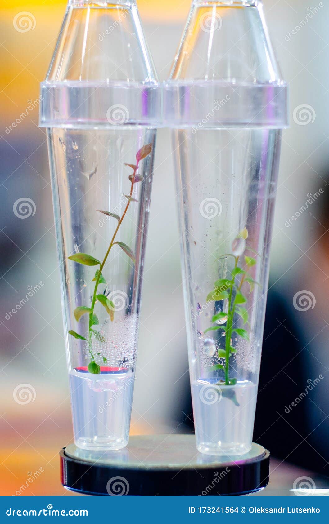 Growing Plants in Test Tubes Stock Photo Image of glass, leaf 173241564