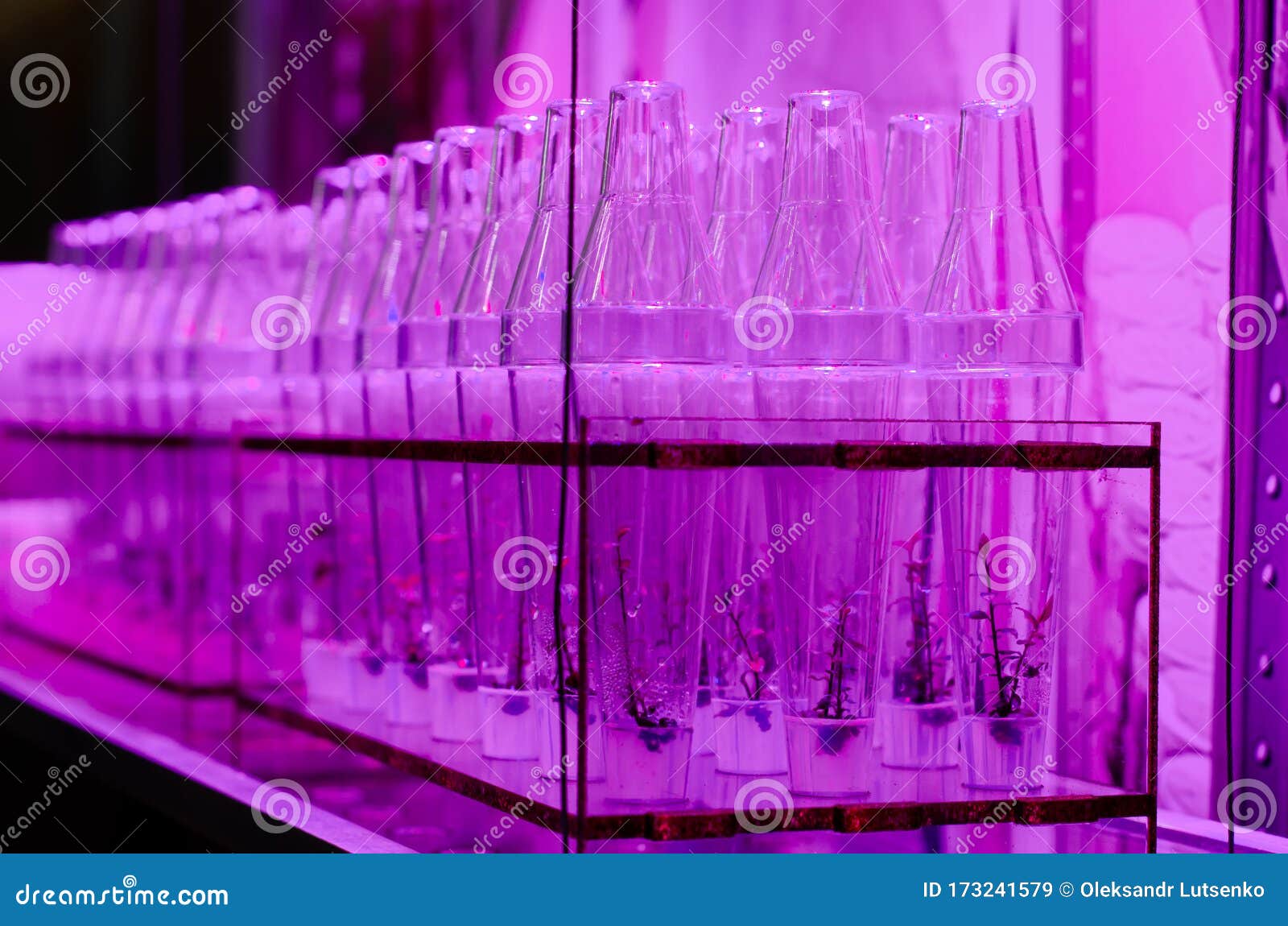 Growing Plants in Test Tubes Stock Image Image of plants, glass
