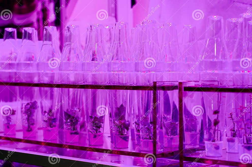 Growing Plants in Test Tubes Stock Image Image of glass, agricultural