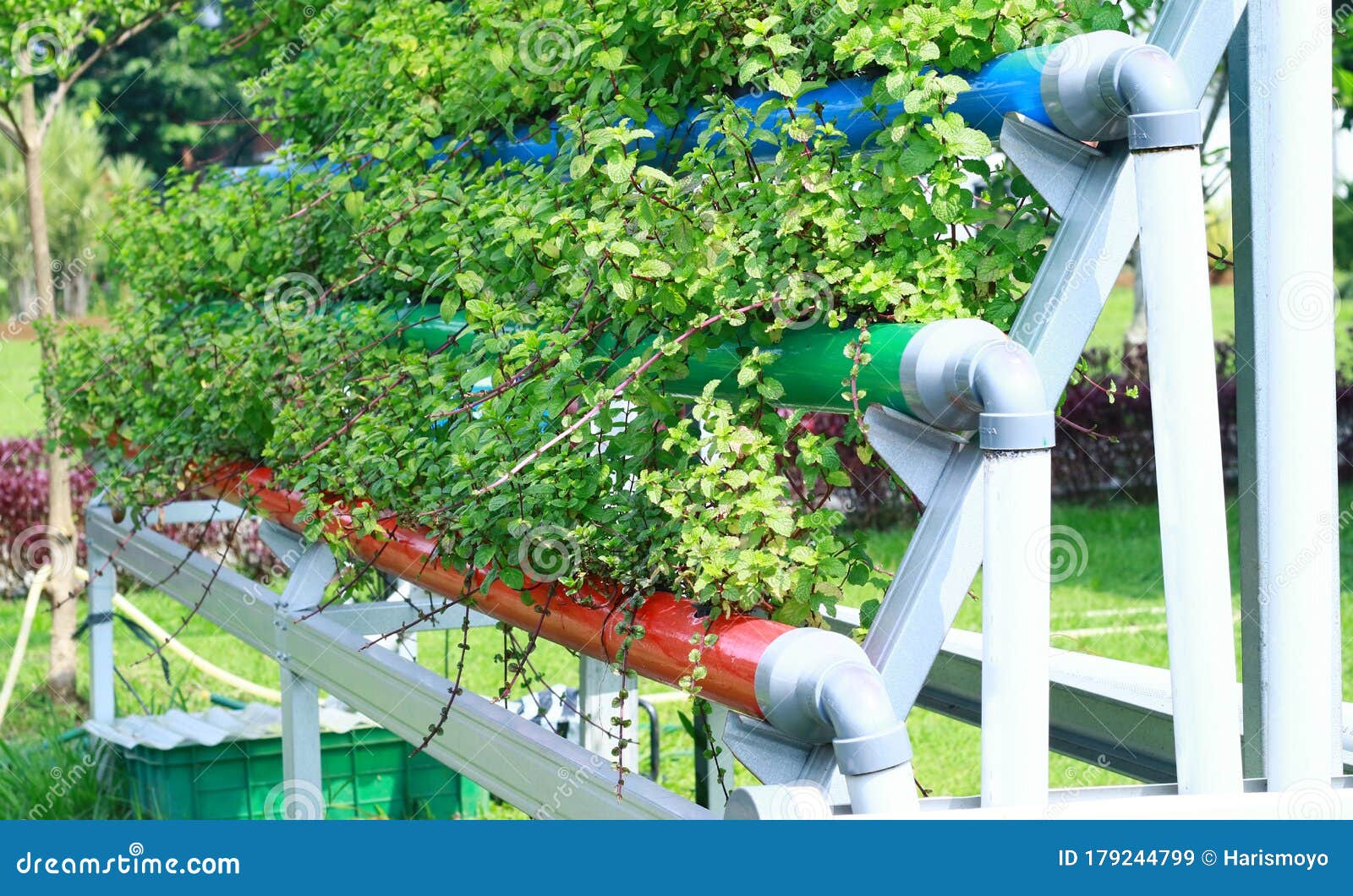 Hydroponic system. stock image. Image of hydro, culture 179244799