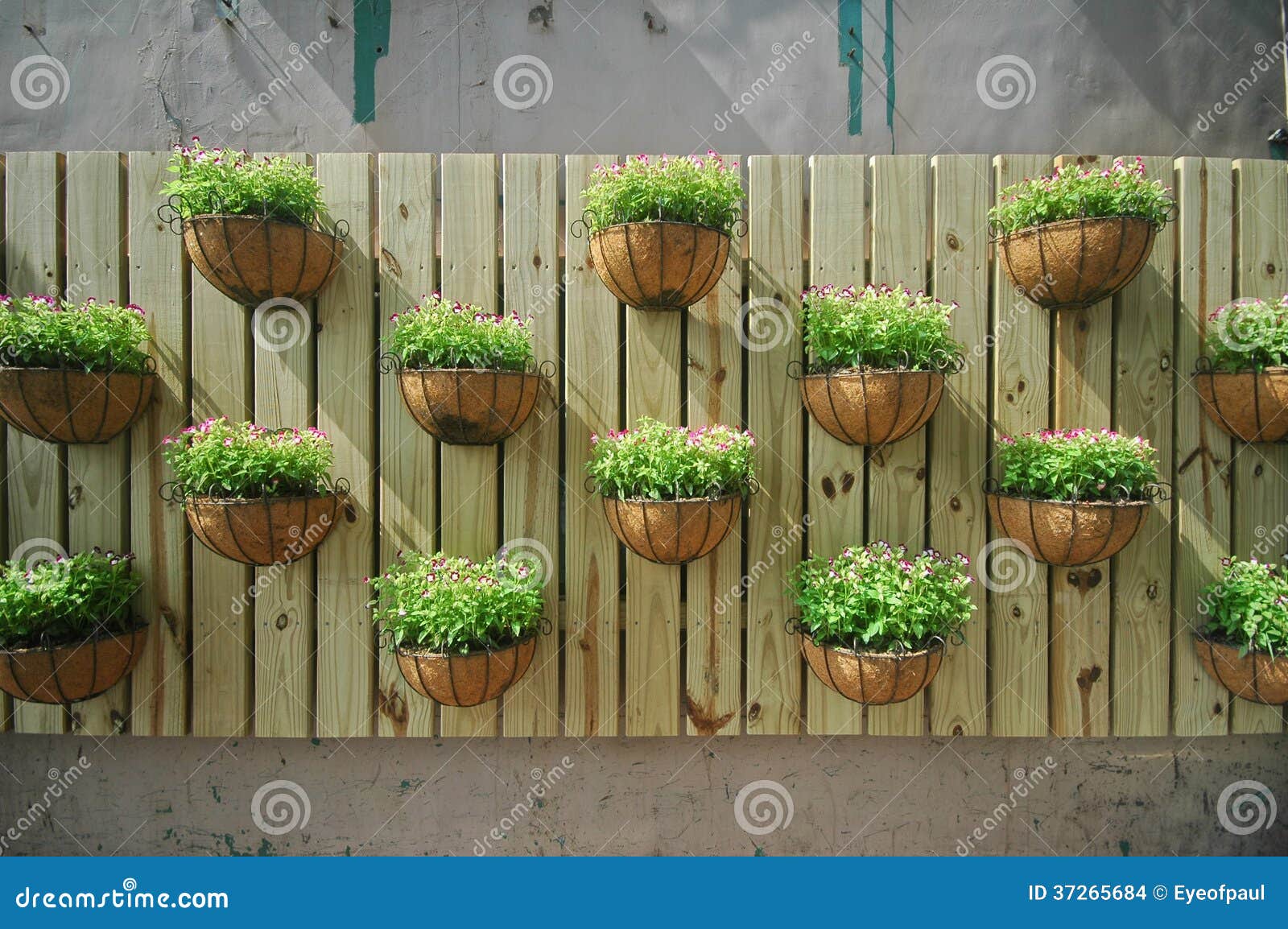 Growing Plants on a Wooden Wall Stock Photo Image of design