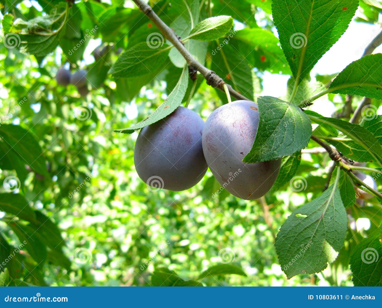Growing plums stock image. Image of back, foliage, fruit 10803611