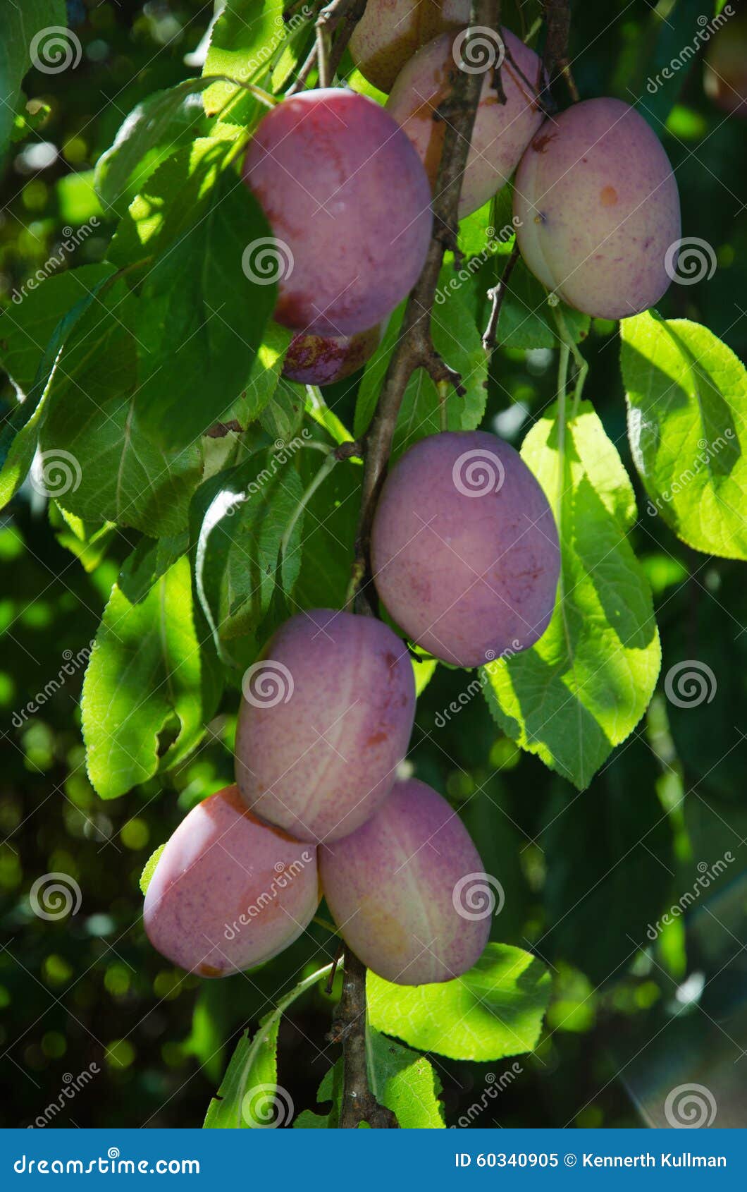 Growing plums stock image. Image of ripe, nutrition, fruit 60340905