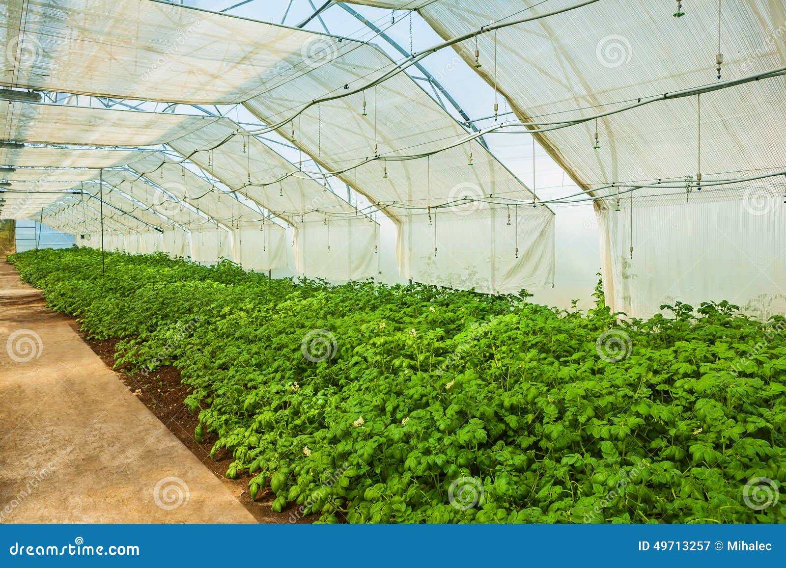 Growing Potato in Greenhouse Close Up View Stock Image Image of indoors, building 49713257