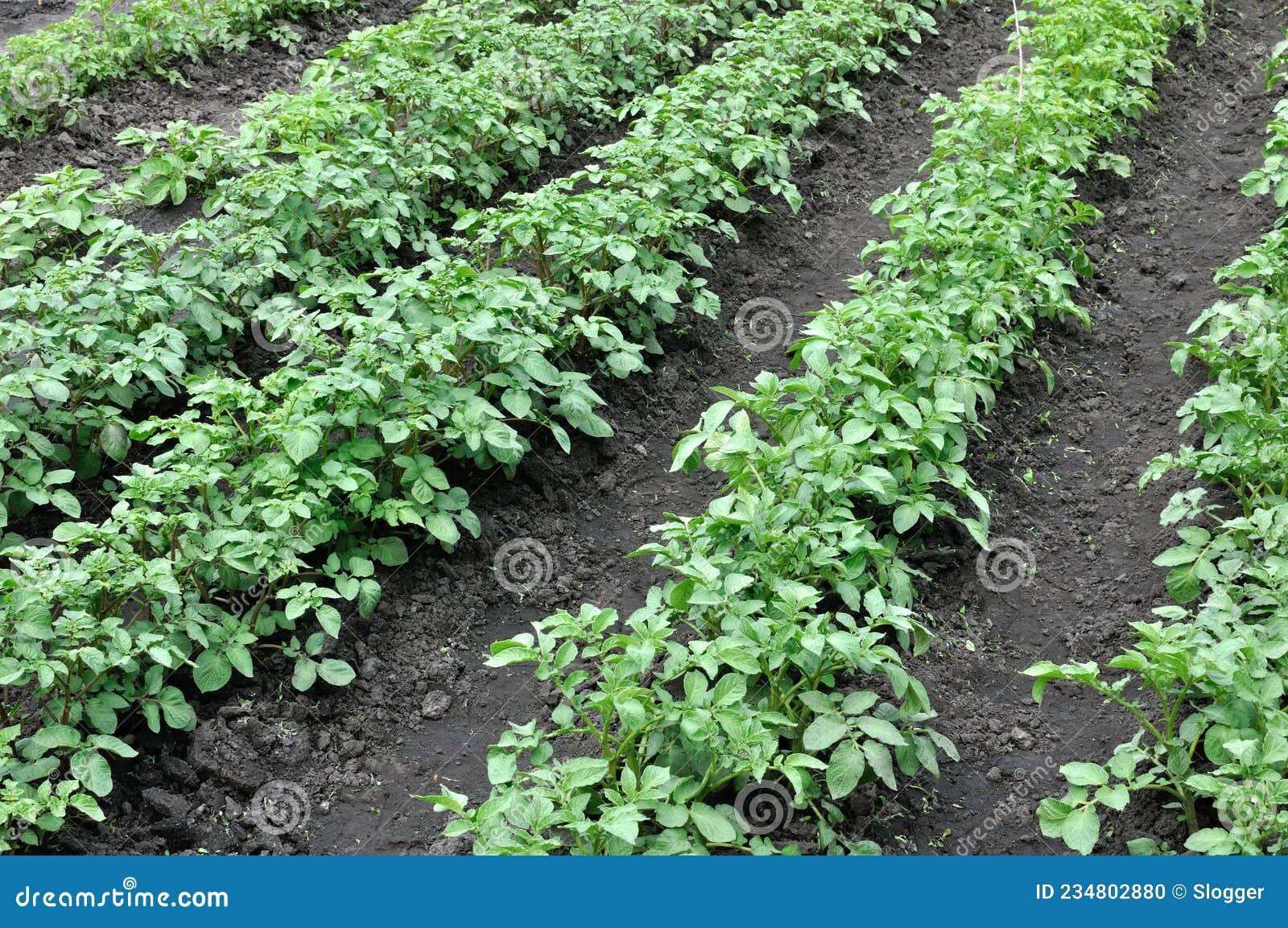 Growing Potatoes in the Vegetable Garden Stock Photo Image of