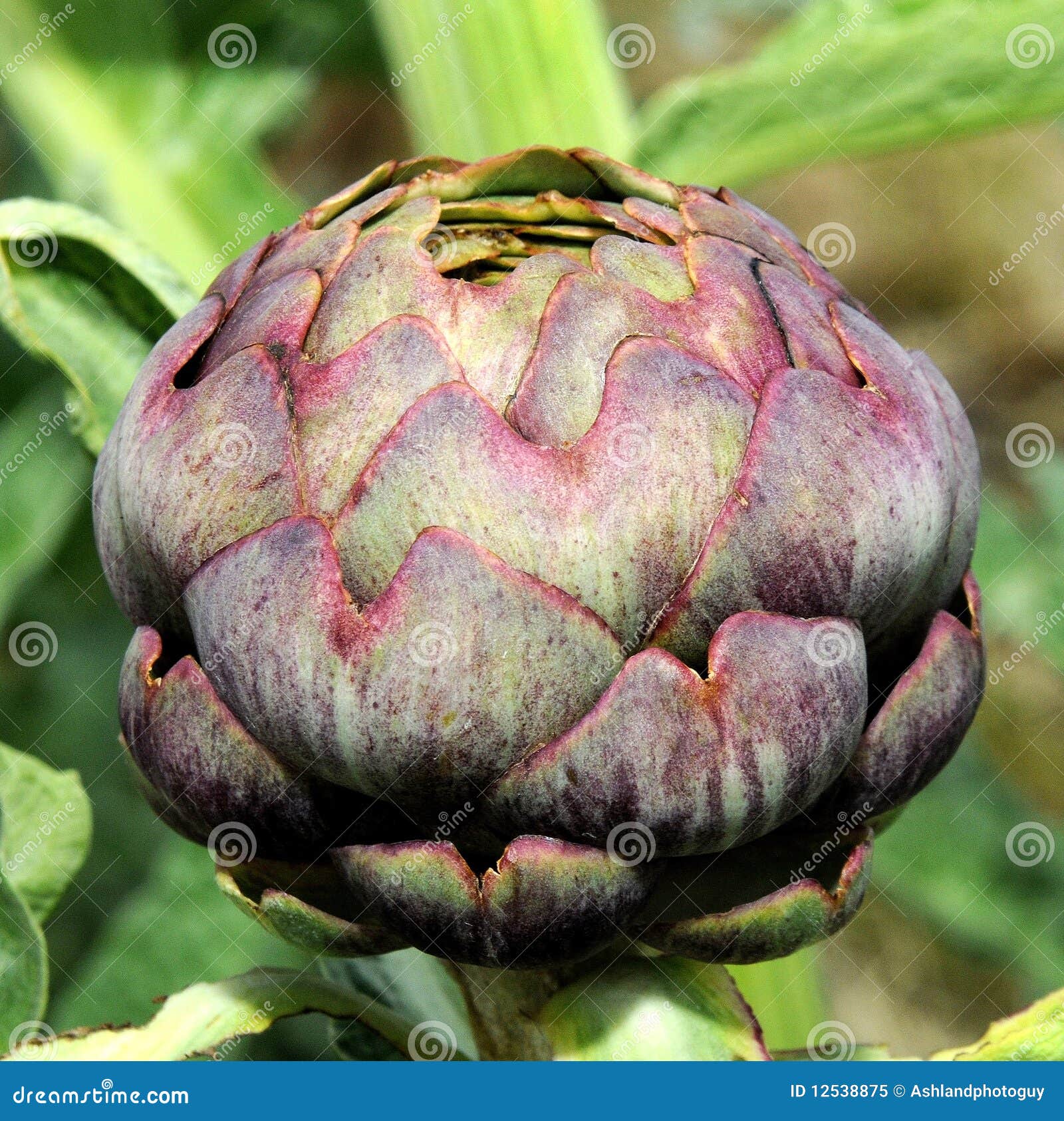 Growing purple artichoke stock image. Image of artichoke 12538875