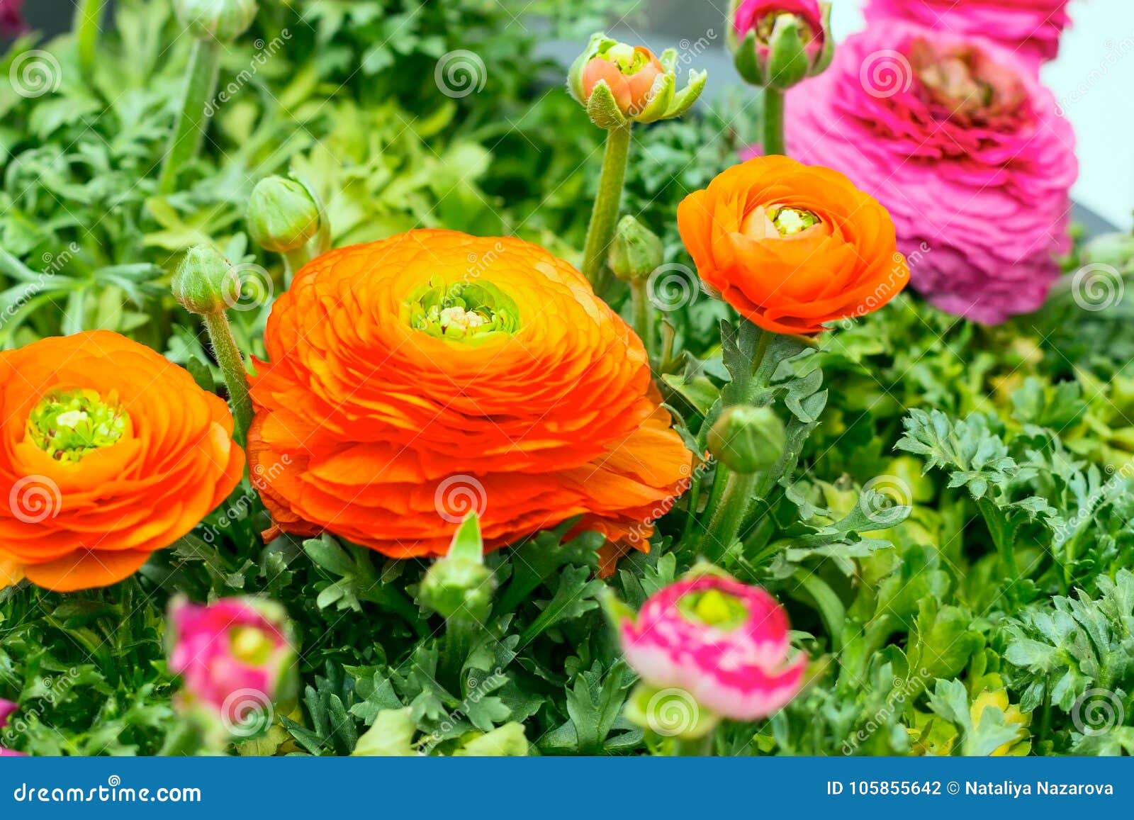 Growing Ranuncululus Flowers Stock Photo - Image of ranunculus, stamen