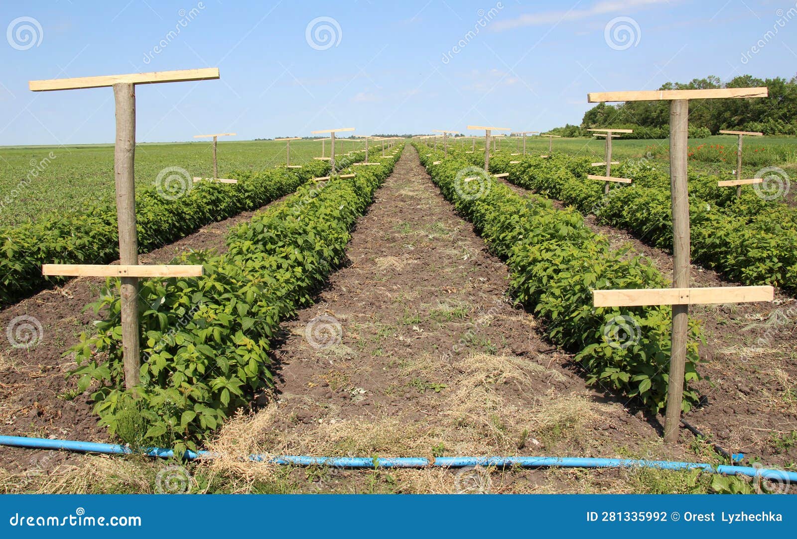 Growing Raspberries on an Industrial Scale Stock Photo Image of