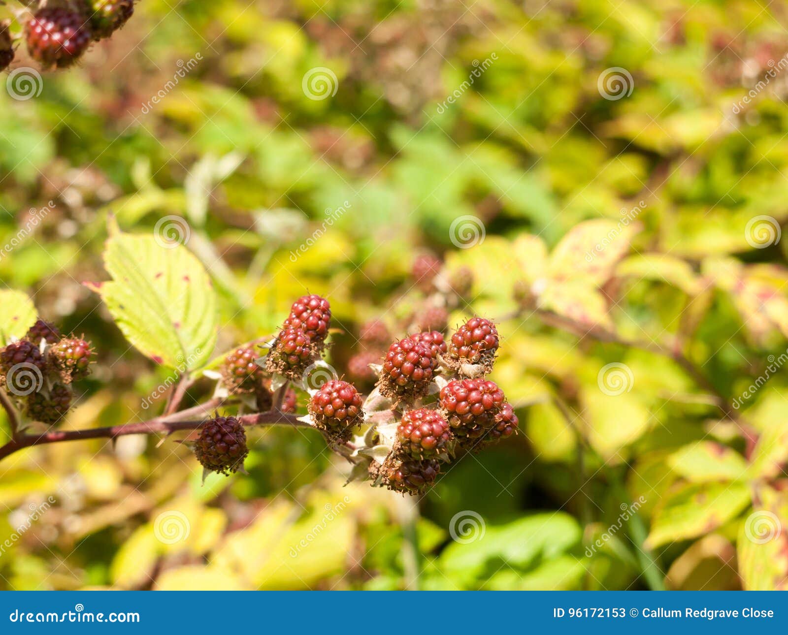 Growing Red Blackberries Bush Outside In Summer Fruit Stock Image Image Of Natural Harvest
