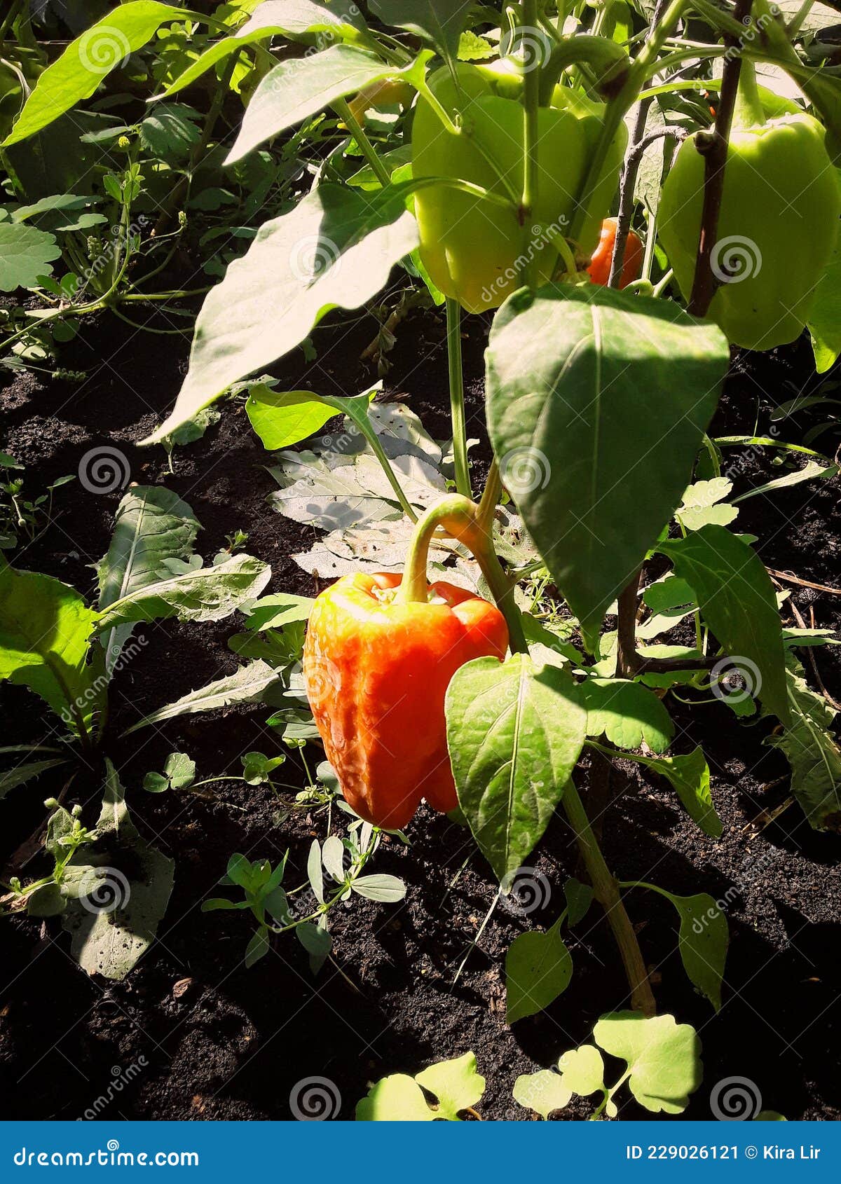 Growing red pepper stock image. Image of growing, vegetable 229026121