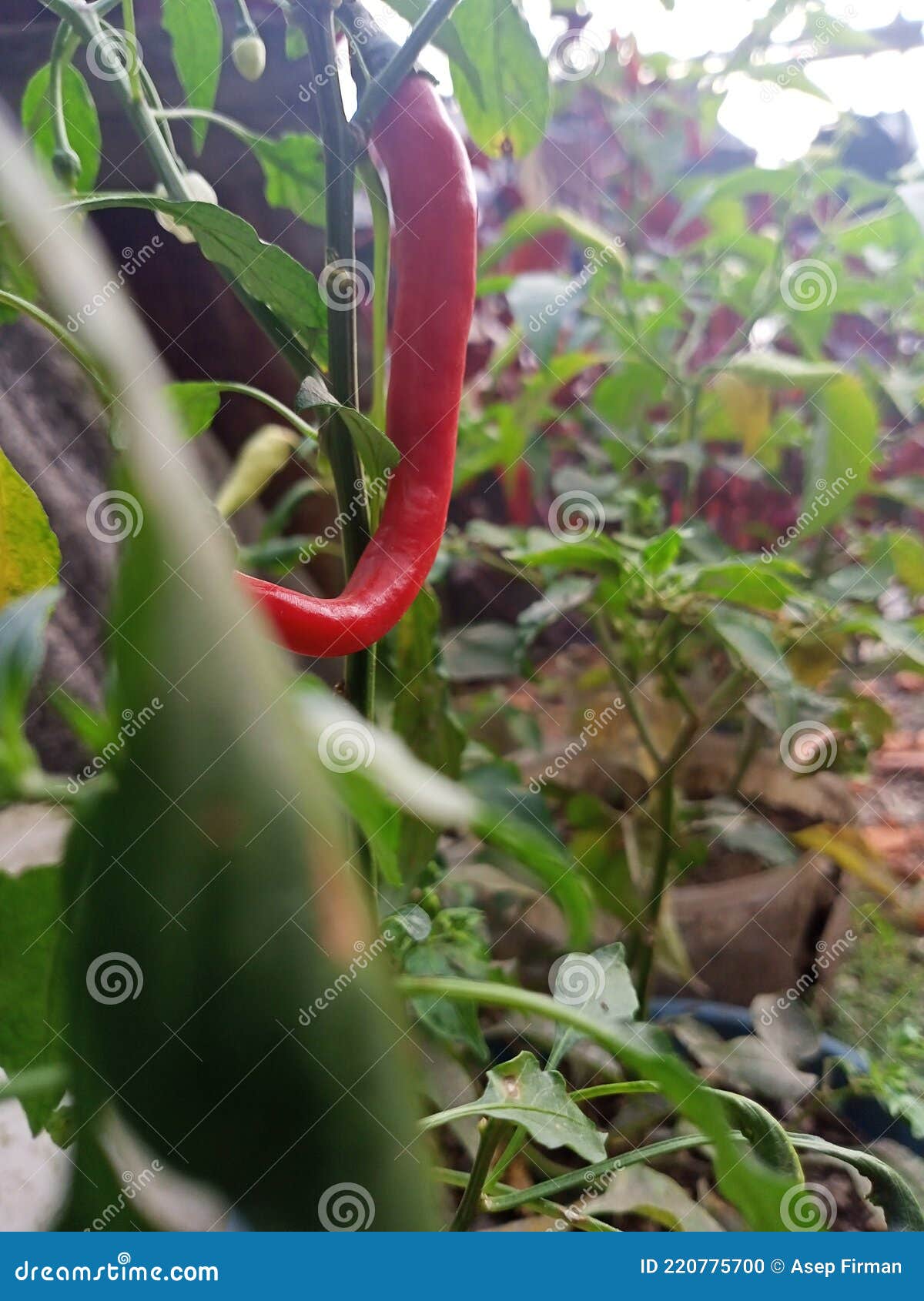 Growing Red Pepper Plants in Pots Stock Photo Image of pepper, pots