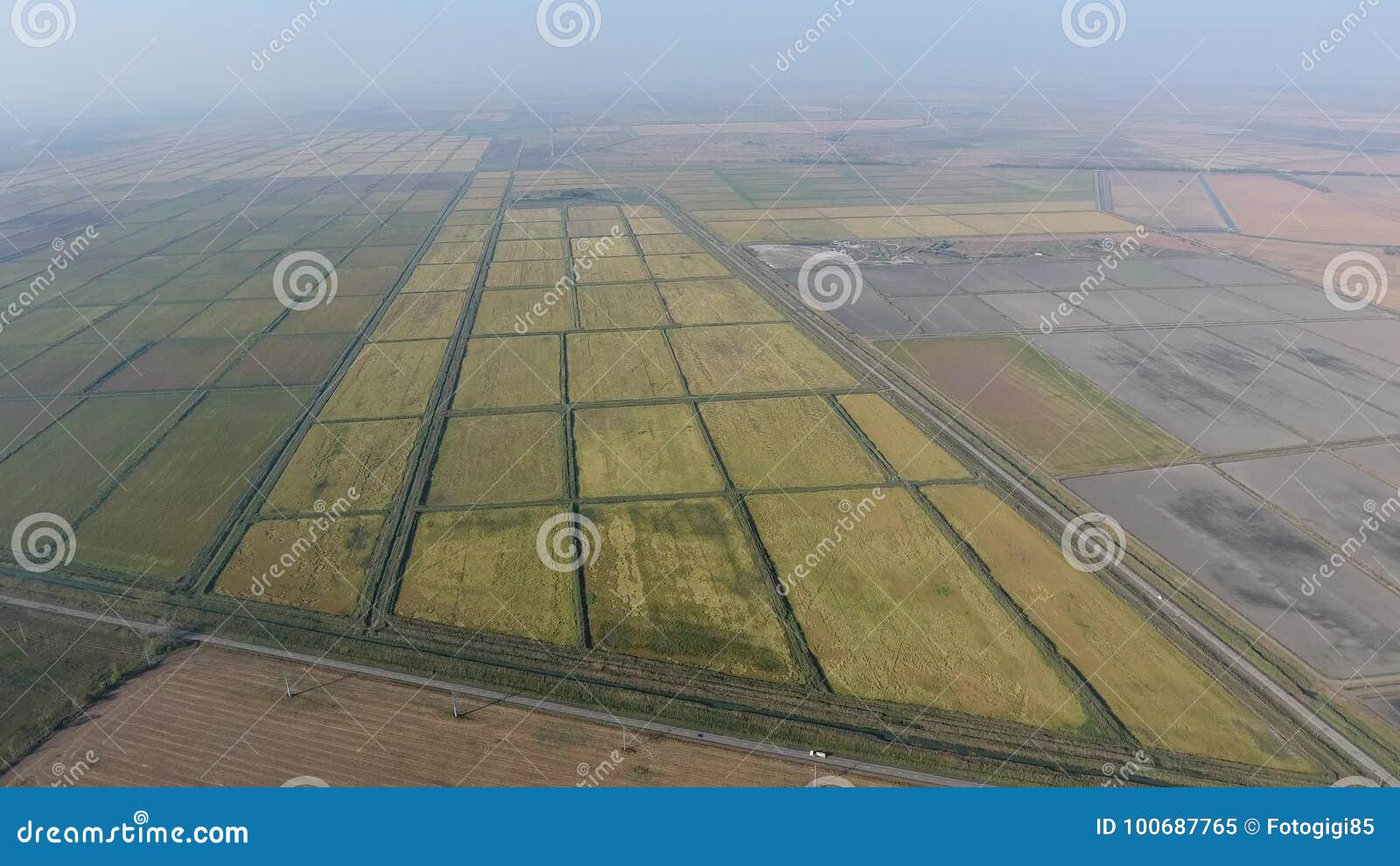 growing rice on flooded fields. ripe rice in the field, the beginning of harvesting. a bird's-eye view.